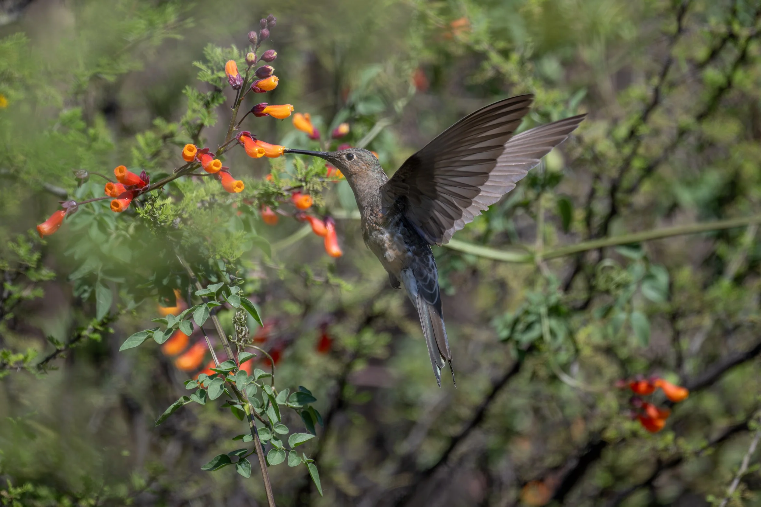 Giant Hummingbird (Patagona gigas) - Quebrada de Macul, Santiago, Chile - Digital