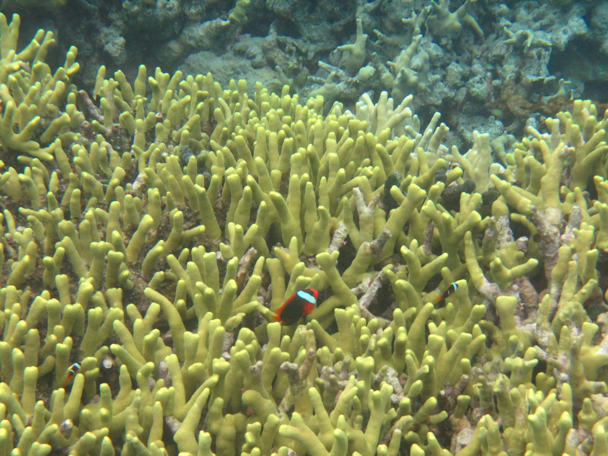 Tomato Clownfish, Underwater scene with branching yellow coral and two clownfish swimming among the coral.