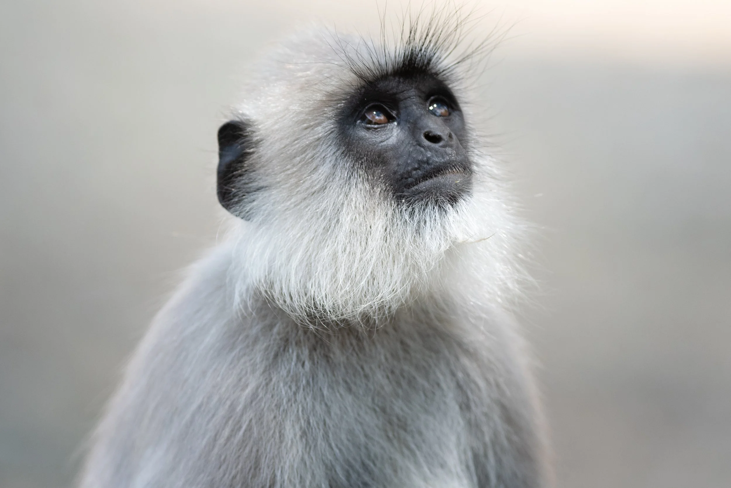 Gray Lengur, Masinagudi, The Nilgiris, Tamil Nadu, India