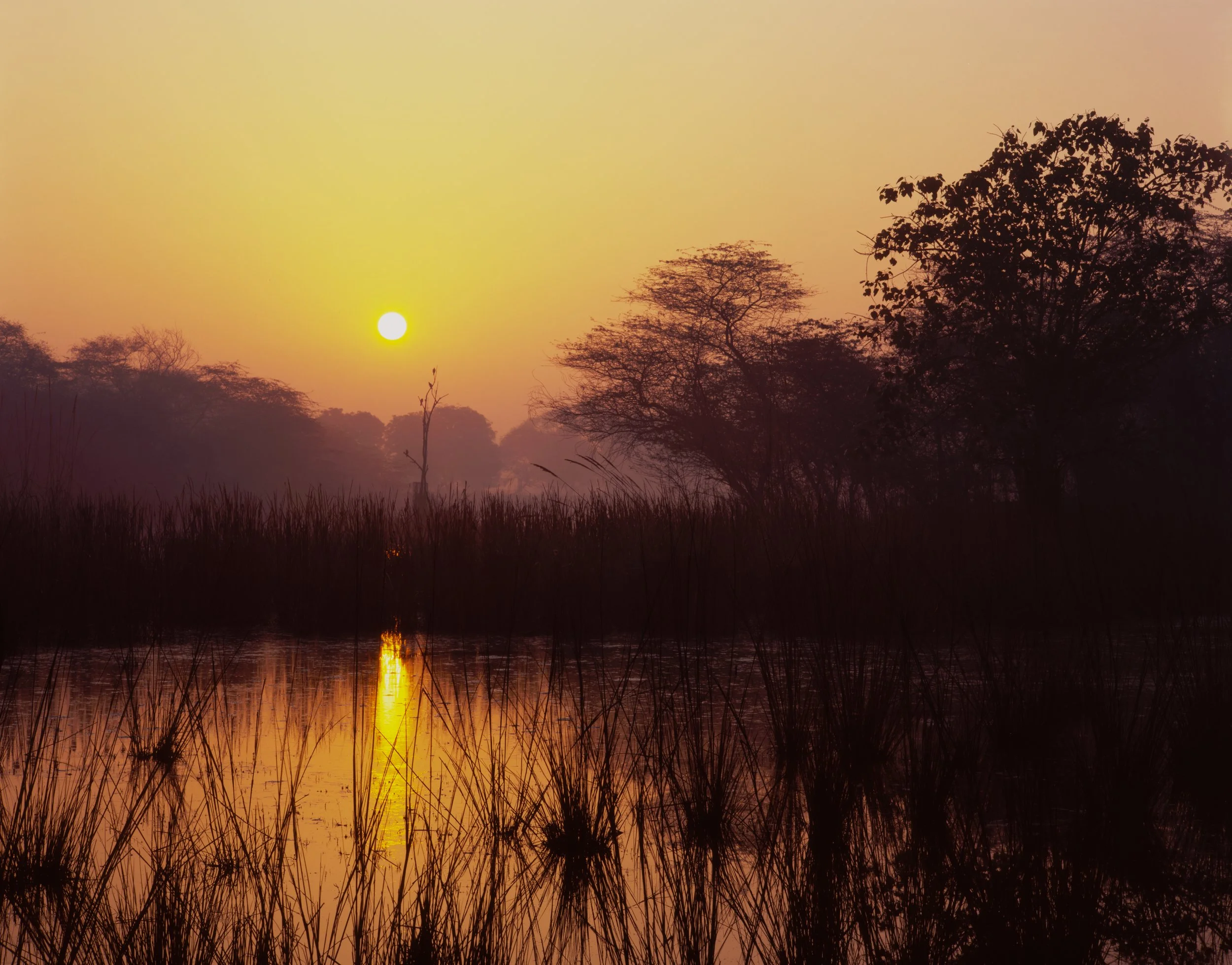 Sultanpur National Park II, Haryana, India — 4x5 Film