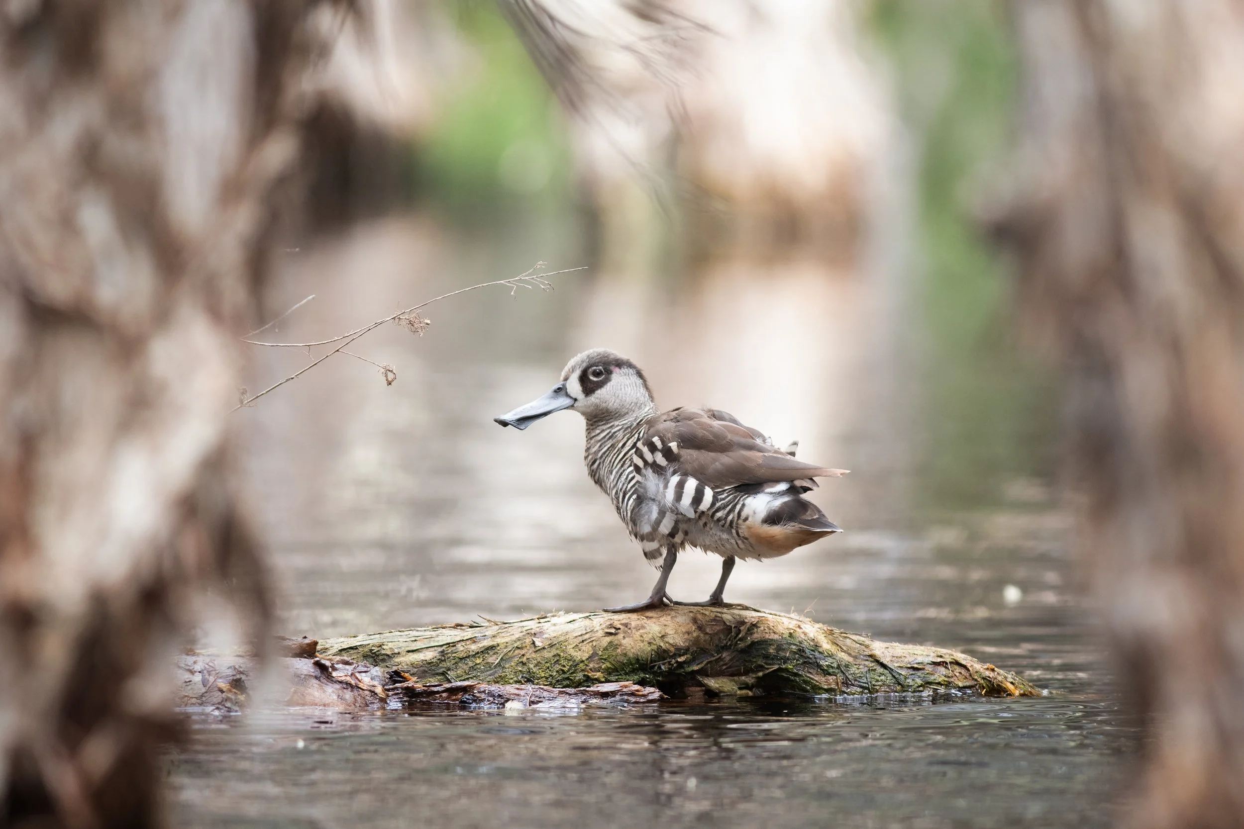 Pink-eared Duck, Herdsman Lake, Stirling, Western Australia, Australia