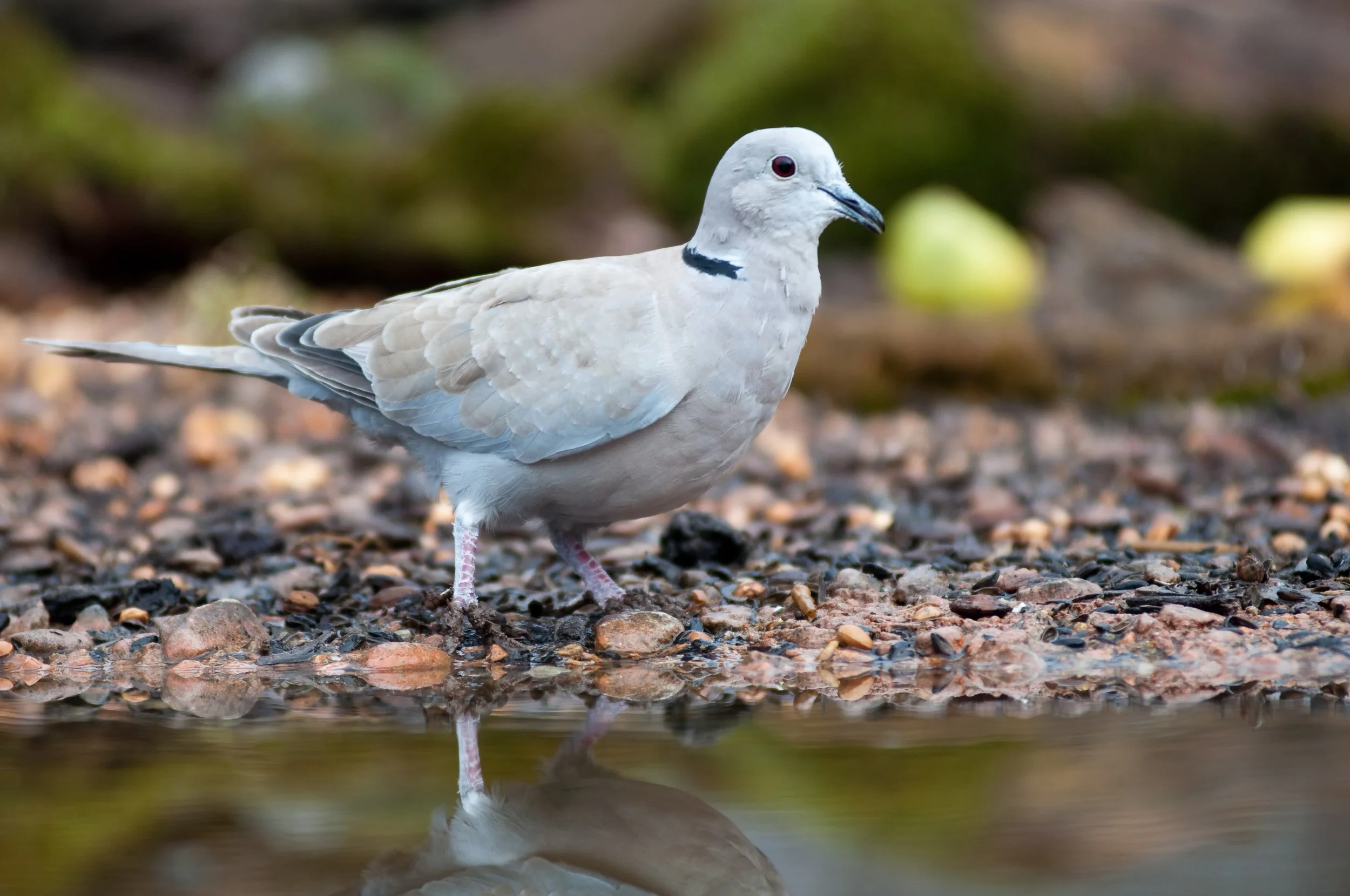 Eurasian Collared-Dove, Golyamo Dryanovo, Stara Zagora, Bulgaria