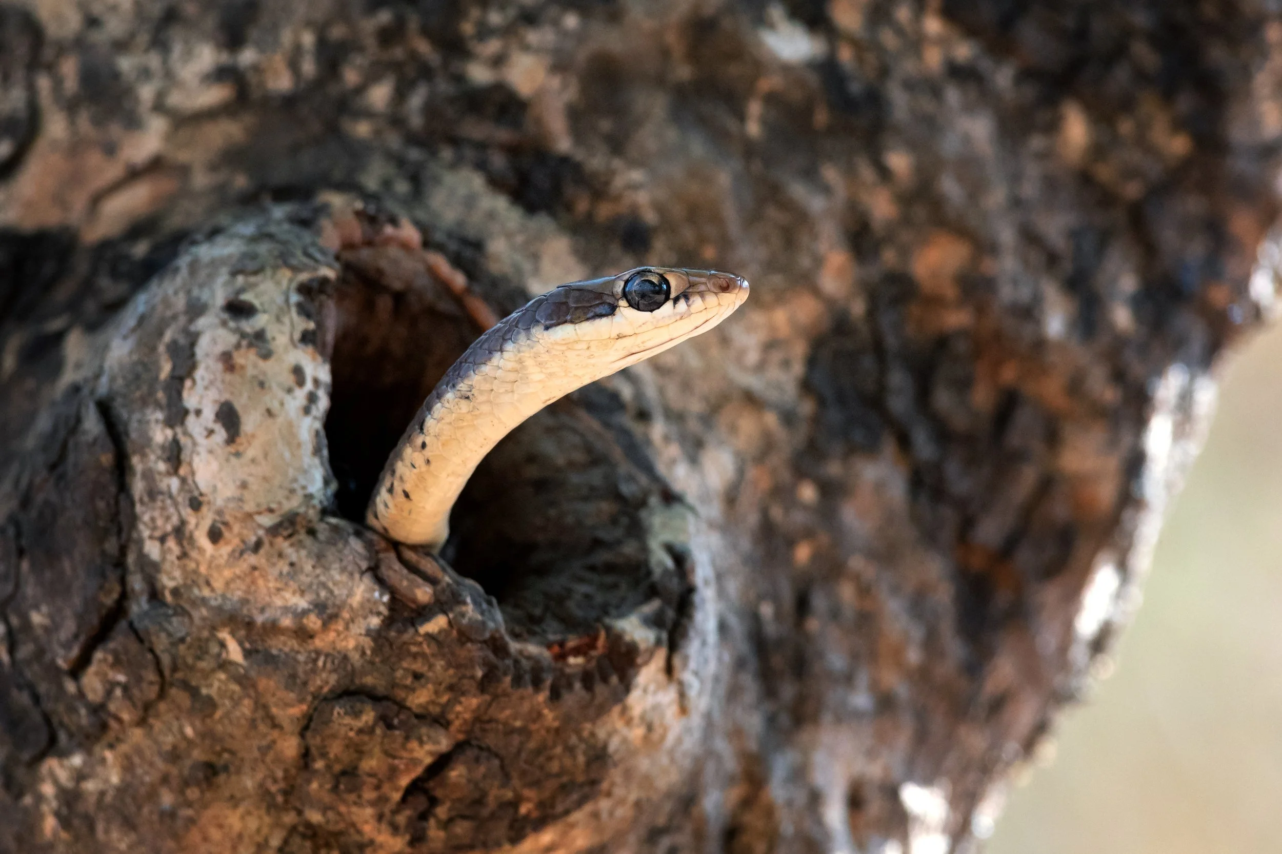 Bronzeback Tree Snake, India
