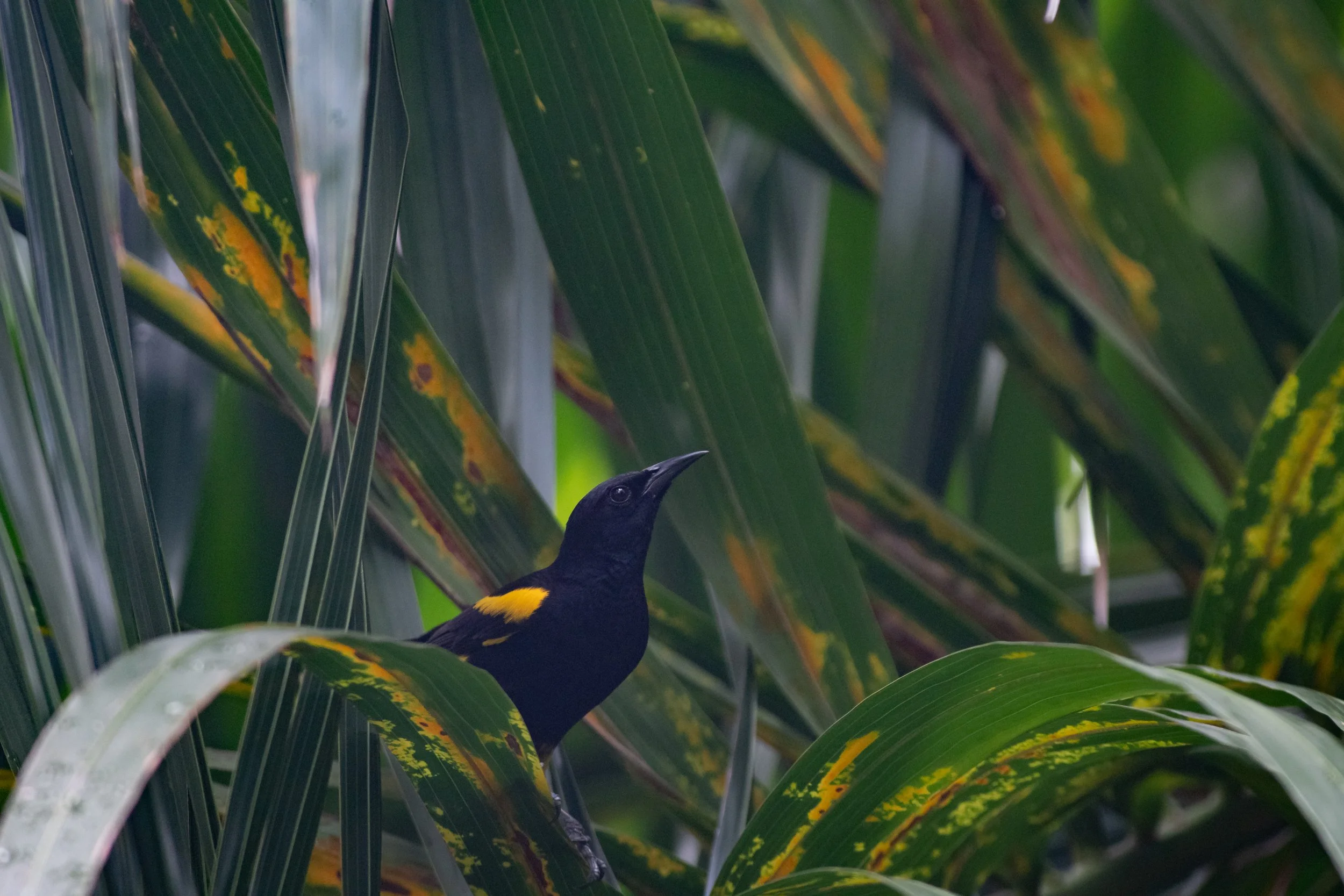 Hispaniolan Oriole, Montrouis, Artibonite, Haiti