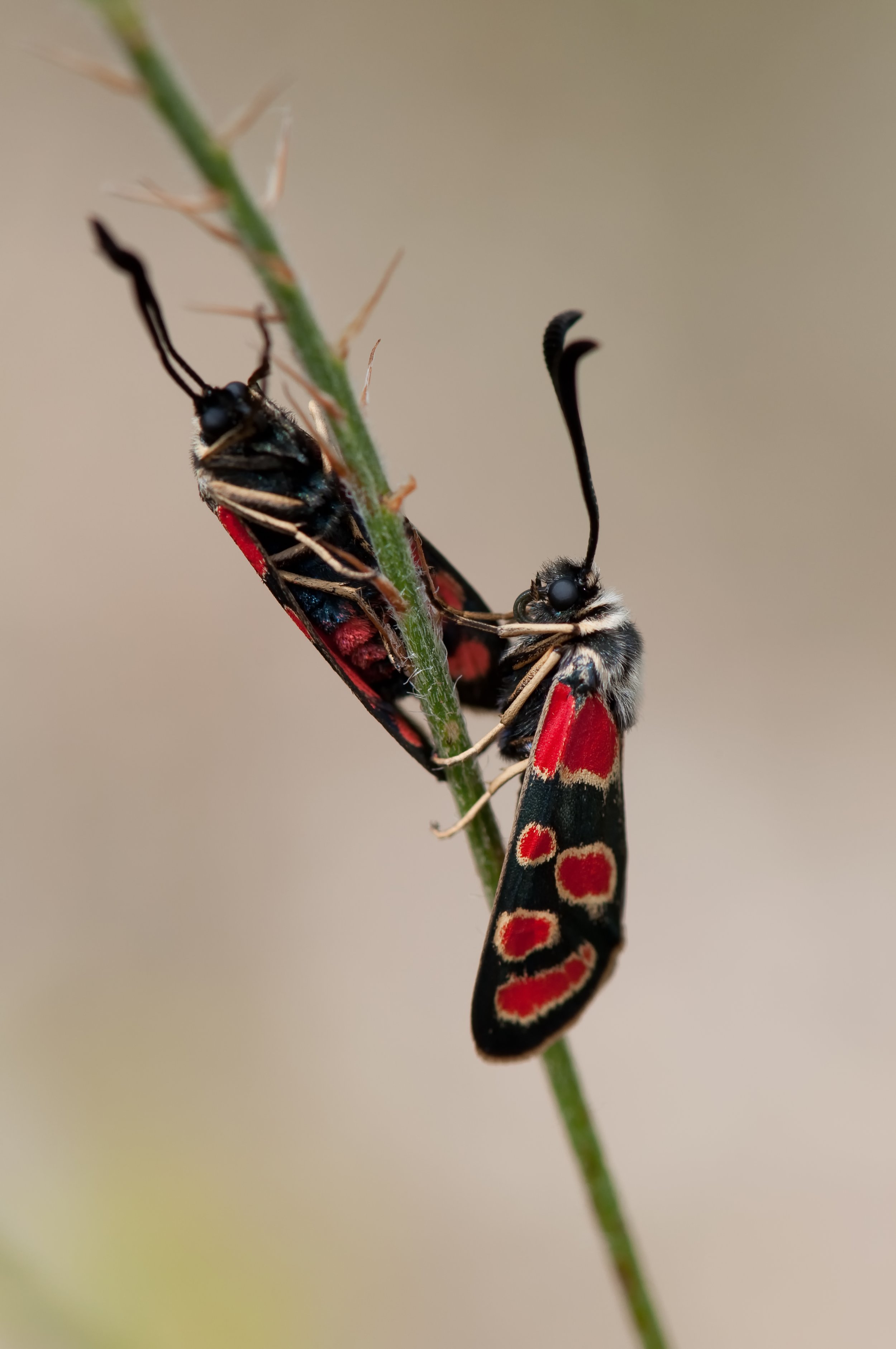 Burnet Moth (Zygaenidae sp.) - Vodno, Skopje, Karpos, North Macedonia - Digital