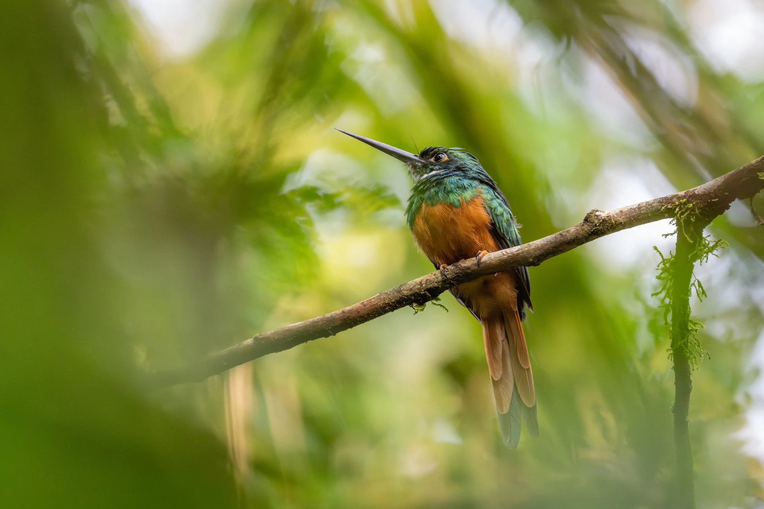 Rufous-tailed Jacamar (Galbula ruficauda) - La Selva Biological Station, Heredia, Costa Rica - Digital