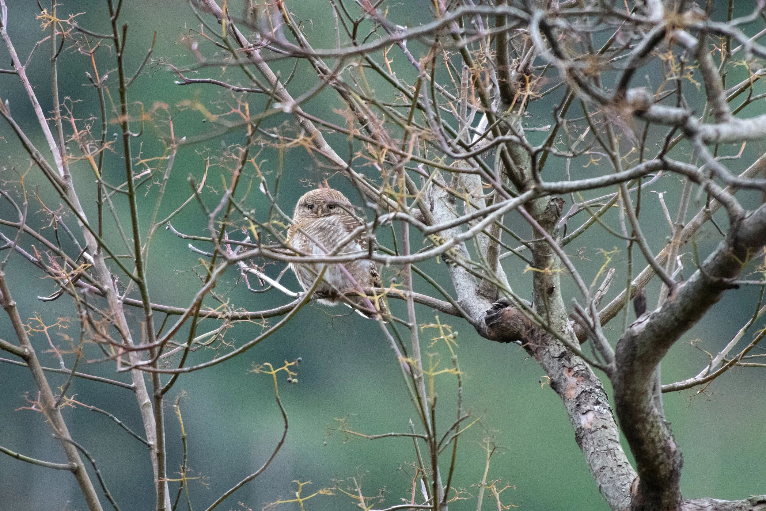 Asian Barred Owlet perched on a branch, Mussoorie, Tehri Garhwal, Uttarakhand, India