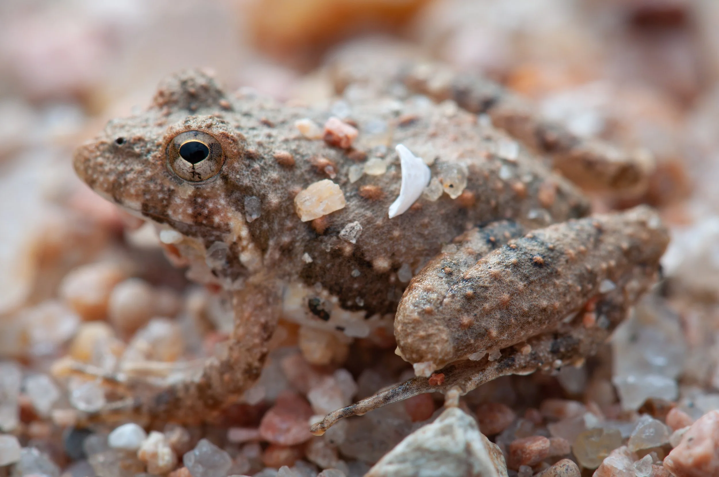Blanchard's Cricket Frog (Acris blanchardi) - Llano County, Texas