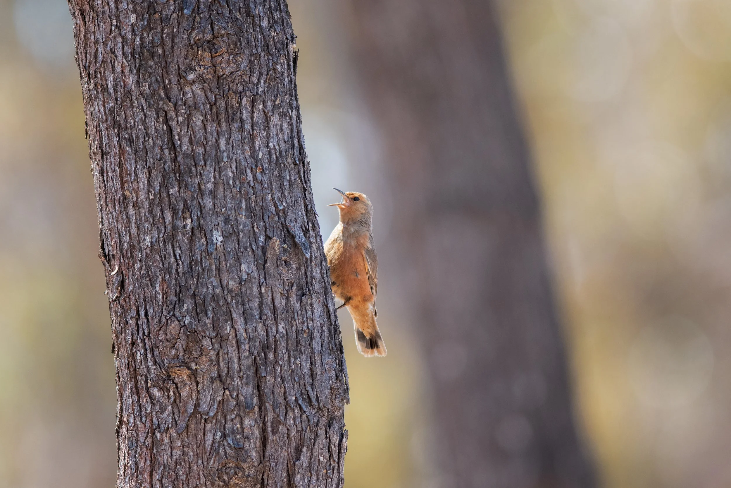Rufous Treecreeper, Stirling Range, Gnowangerup, Western Australia, Australia