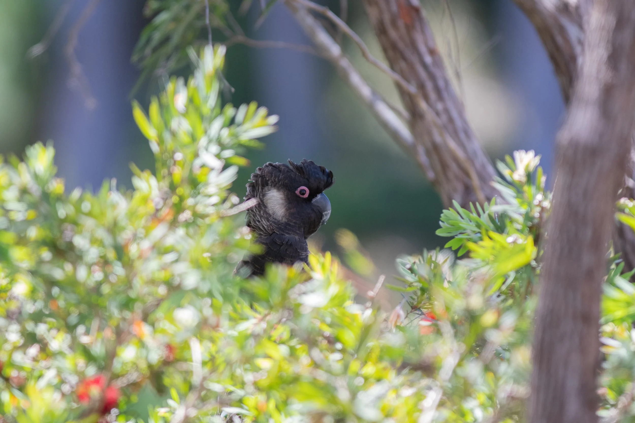 Baudin's Black-Cockatoo, Margaret River, Western Australia, Australia