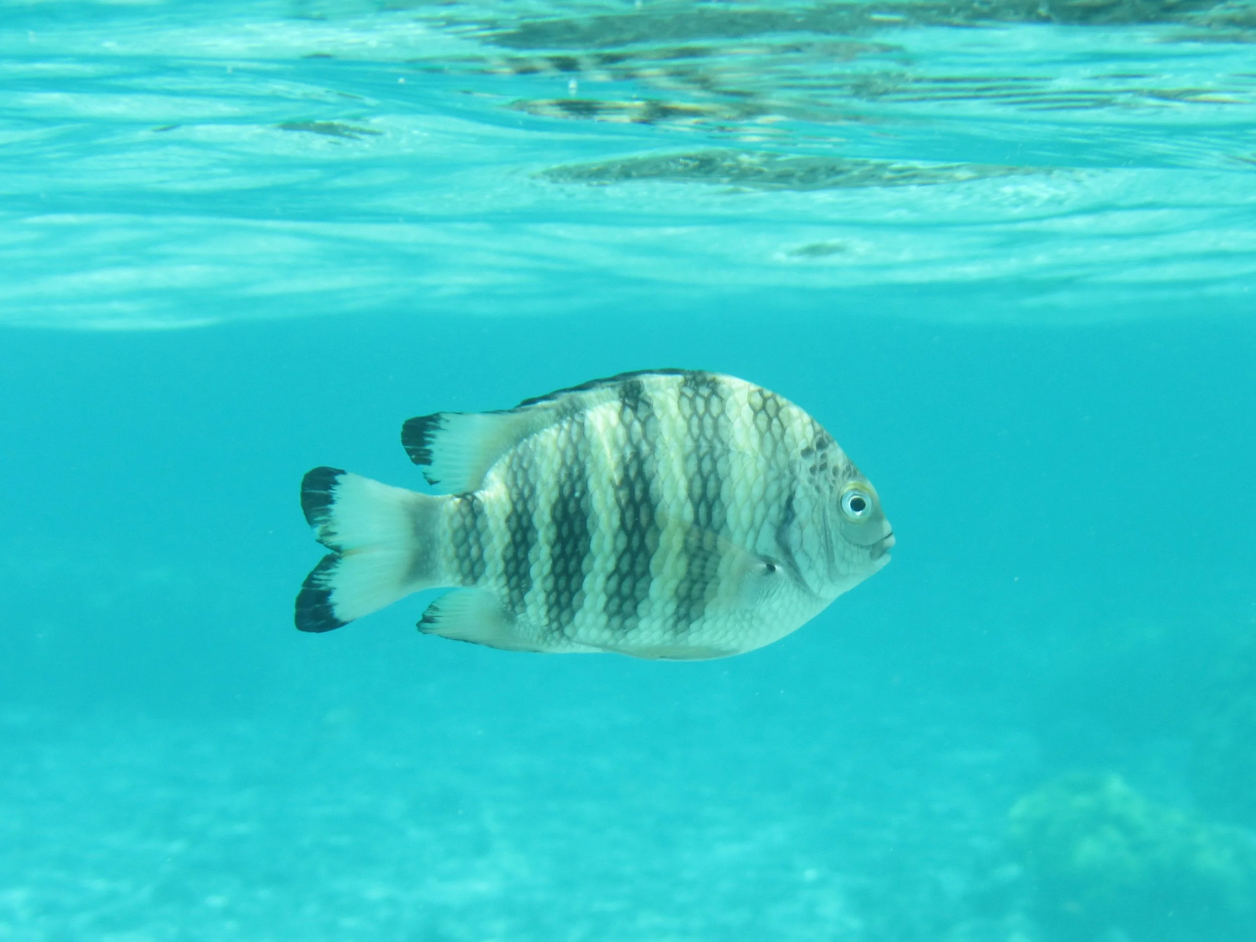 Banded Seargent, A fish swimming underwater in clear blue water with a striped pattern.