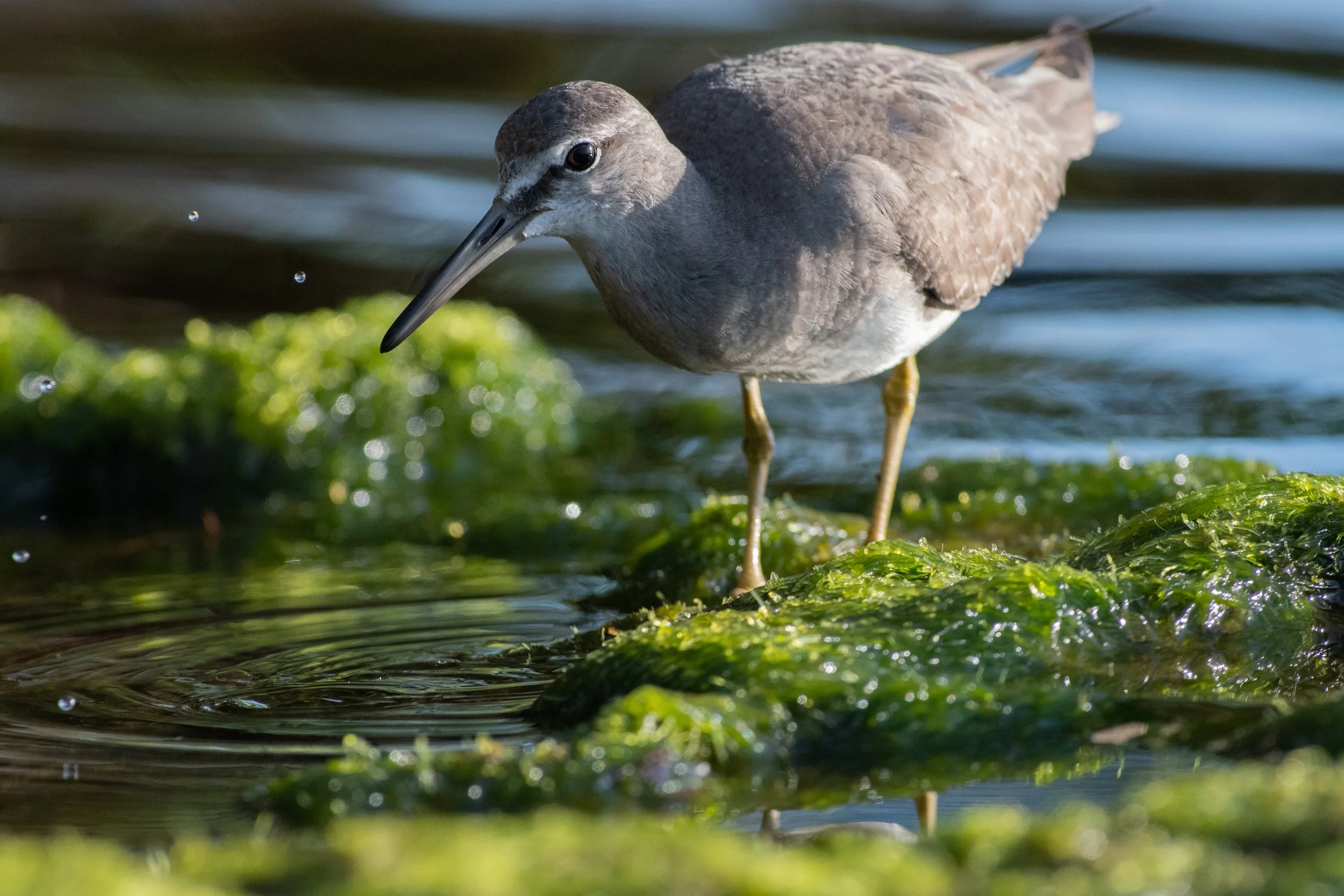 Gray-tailed Tattler, Harry Harris County Park, Key Largo, Monroe County, Florida