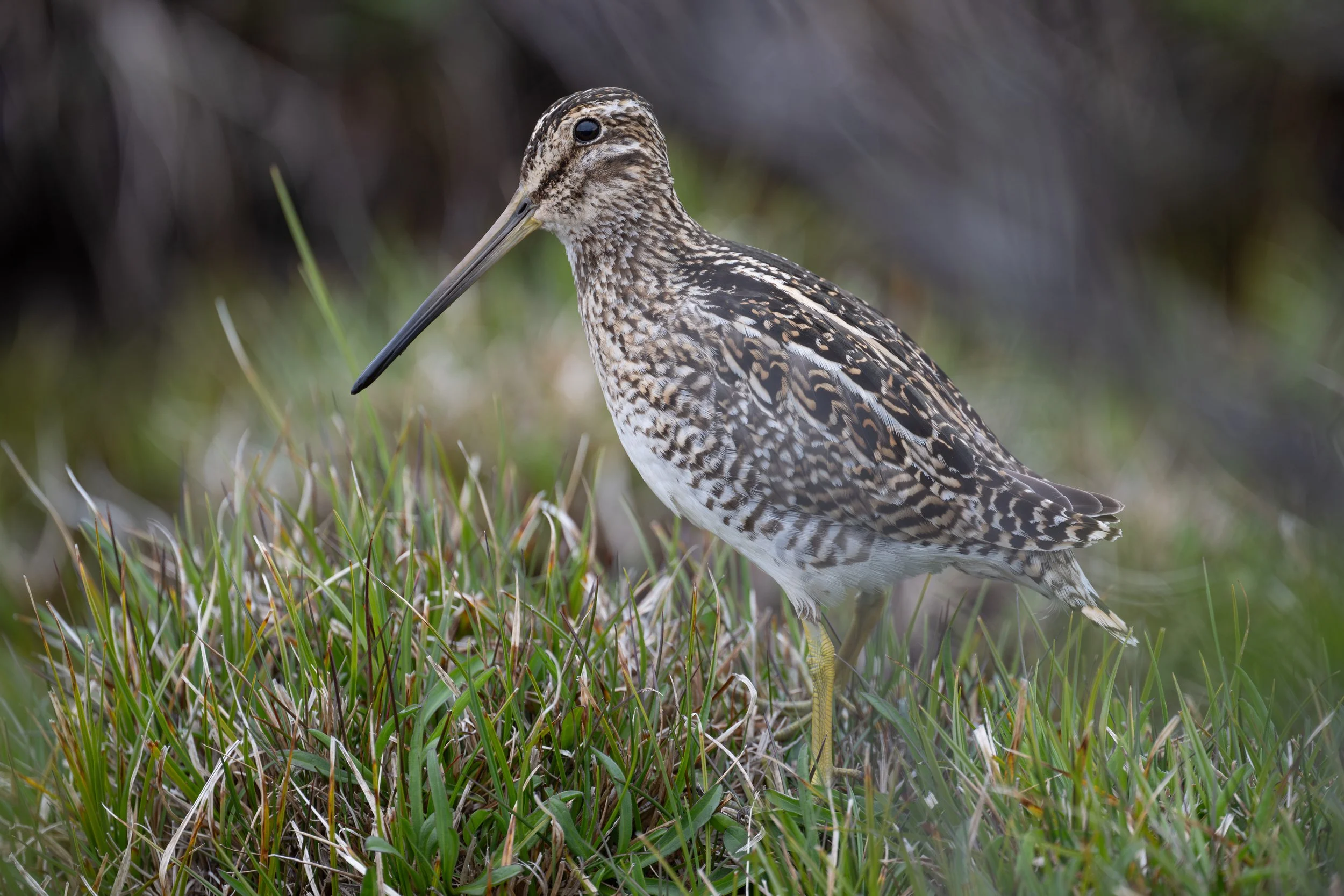 Magellanic Snipe (Gallinago magellanica) - Torres del Paine - Rio Serrano, Magallanes, Chile - Digital