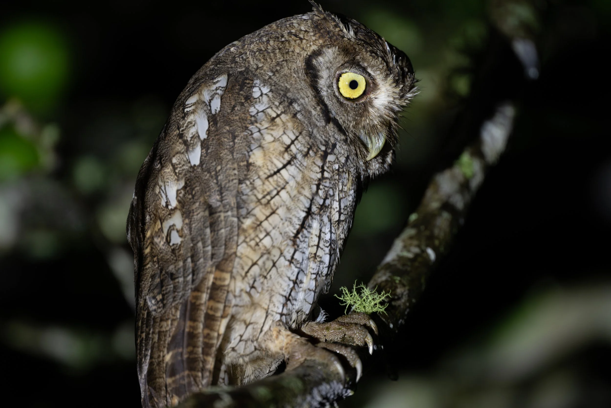 Tropical Screech-Owl (Megascops choliba) - Durika, Puntarenas, Costa Rica (Digital)