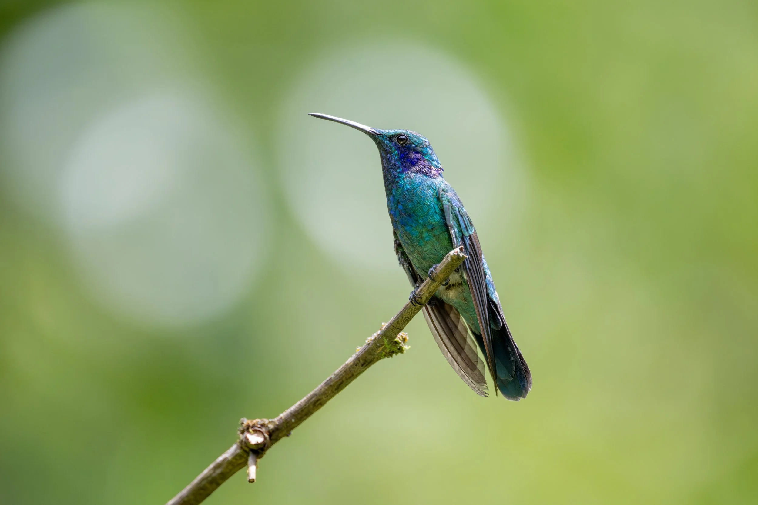 Lesser Violetear (Colibri cyanotus) - Hotel Quelitales, Cartago, Costa Rica - Digital