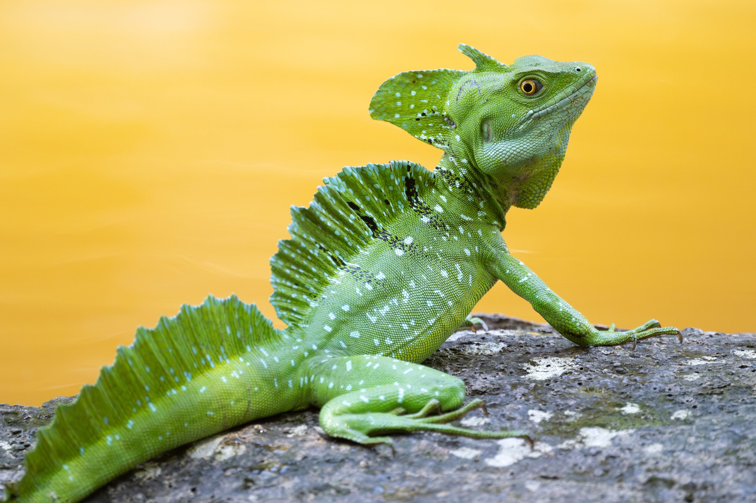 Green Basilisk (Basiliscus plumifrons) - Laguna Lagarto, Alajuela, Costa Rica - Digital