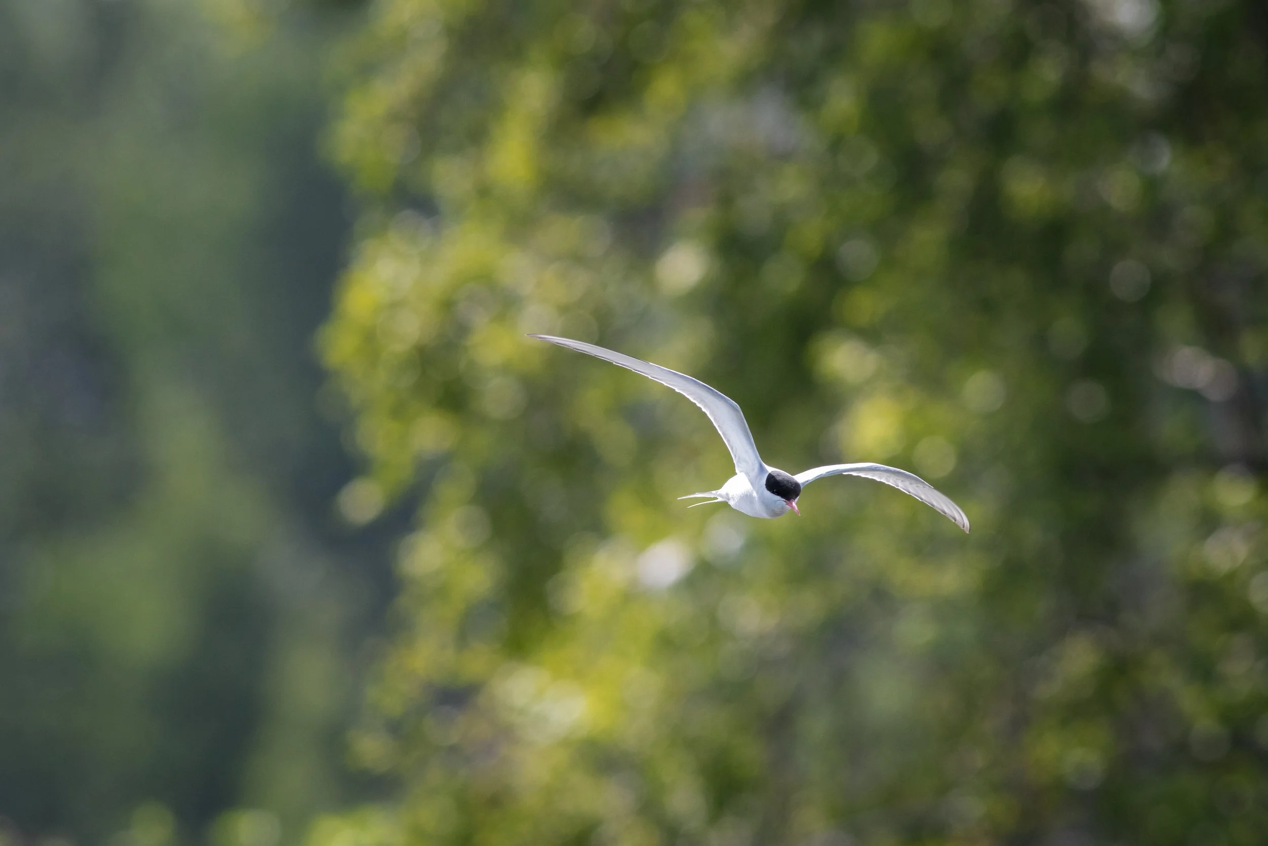 Arctic Tern, Westchester Lagoon, Anchorage Borough, Alaska