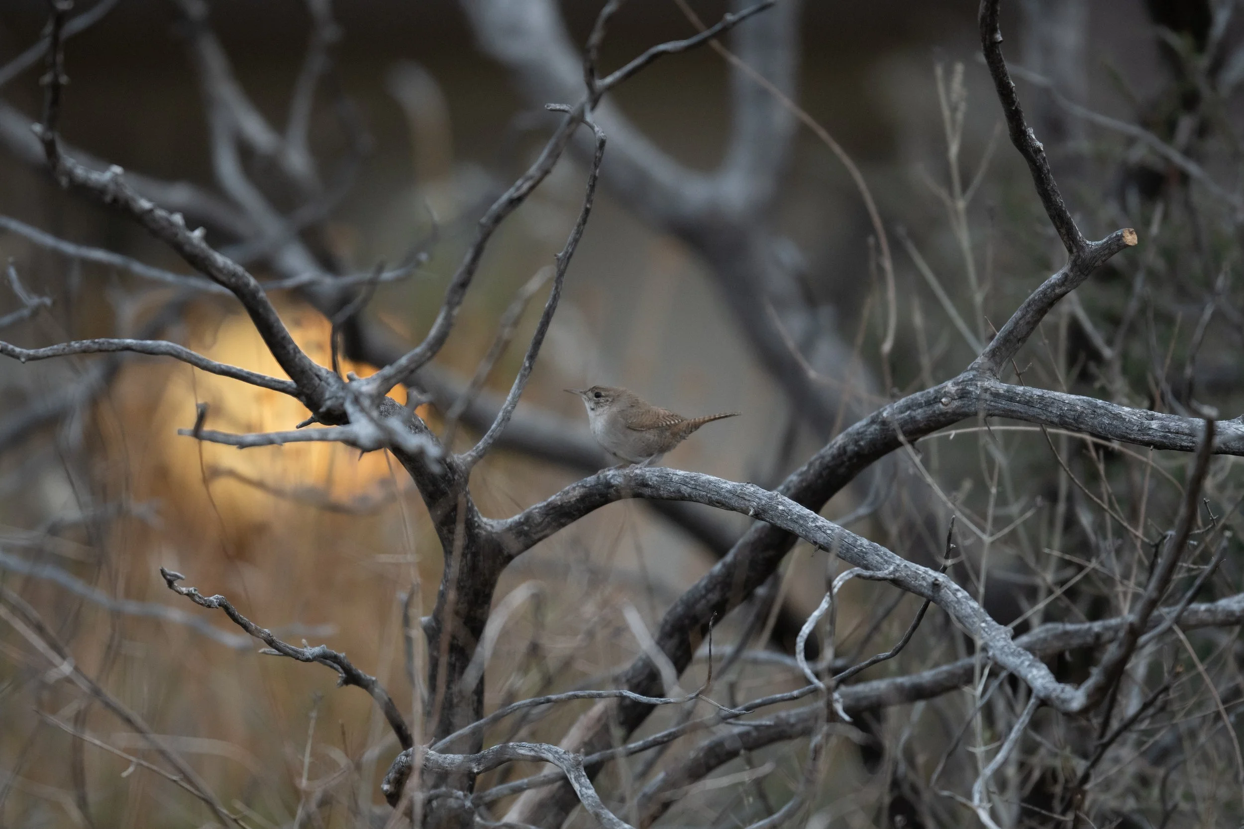 House Wren, Big Bend National Park, Brewster County, Texas
