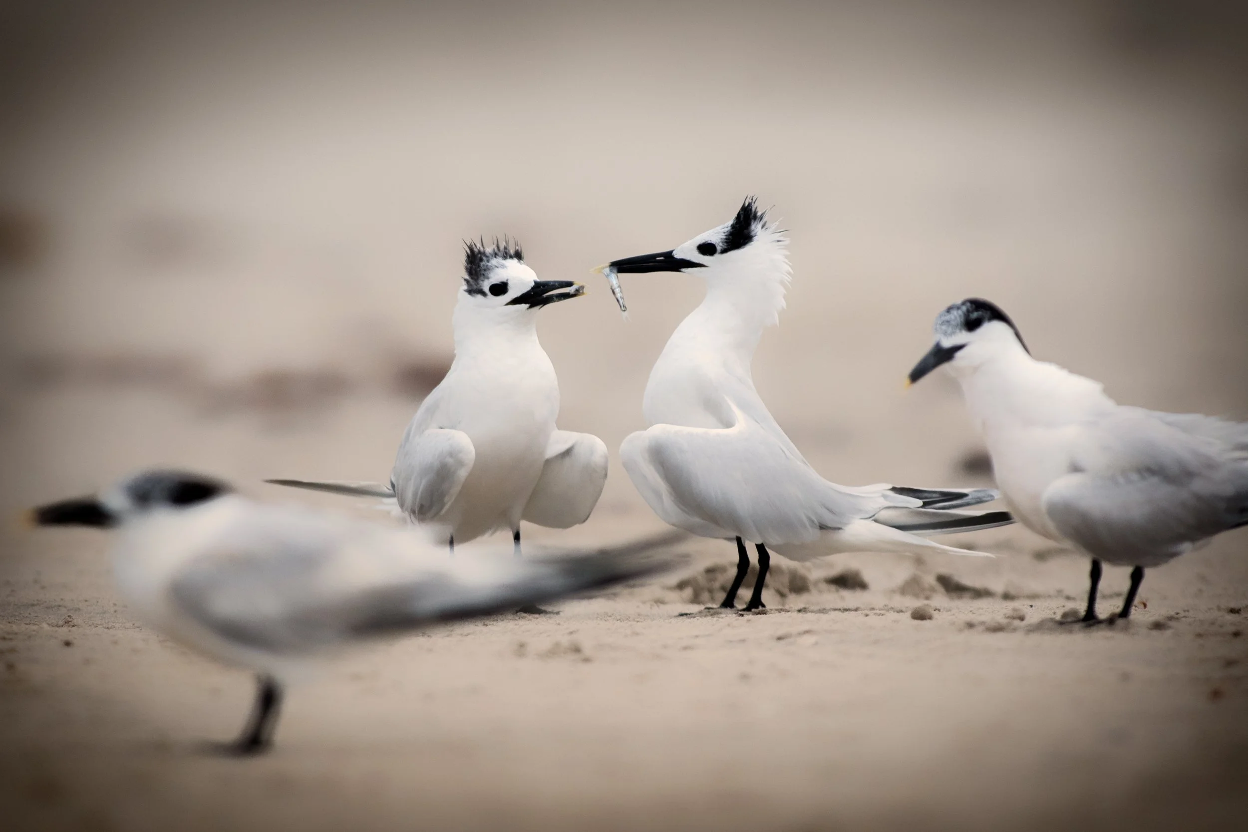 Sandwich Tern, Mustang Island State Park, Nueces County, Texas