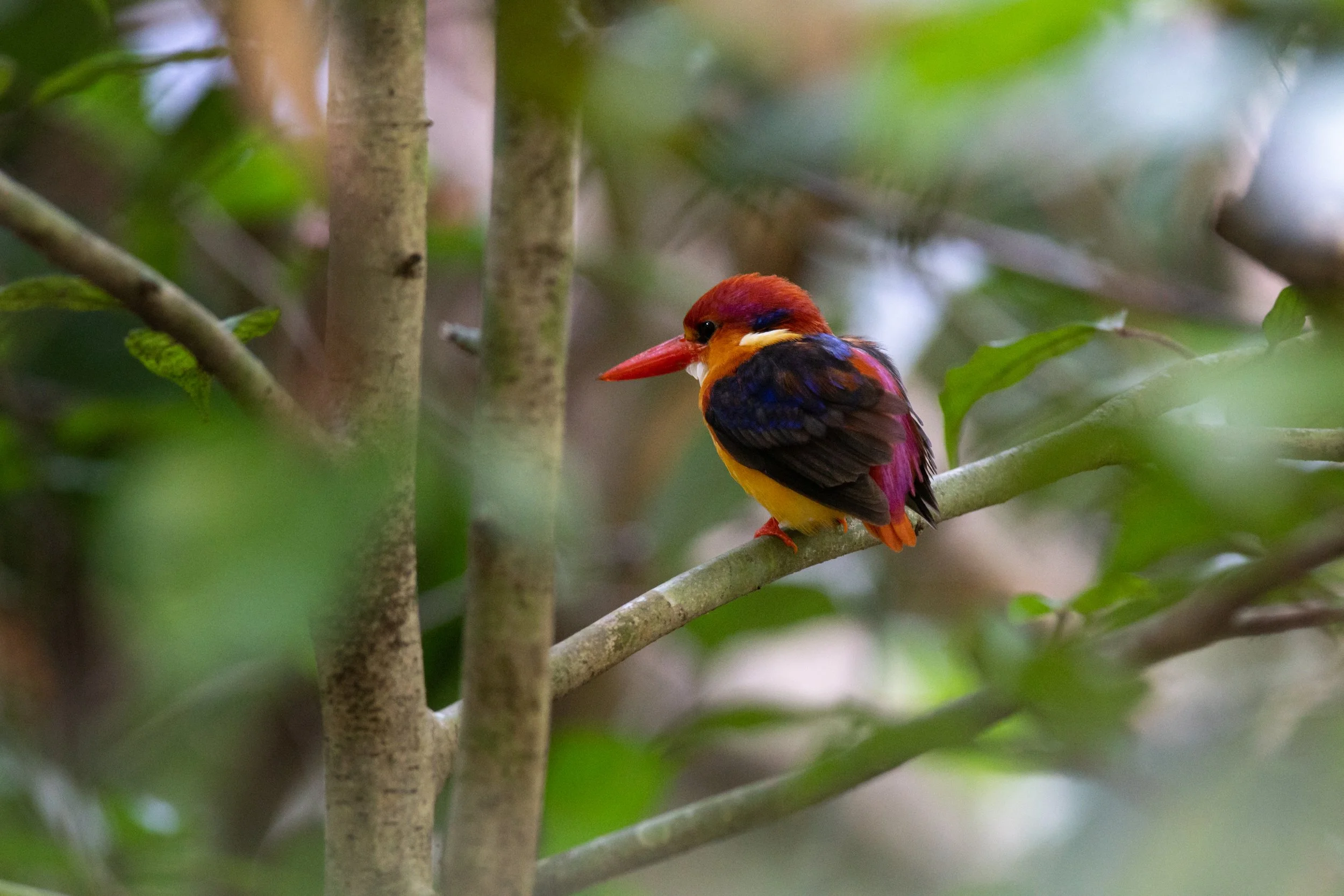 Black-backed Dwarf-Kingfisher, Ernakulam, Kerala, India