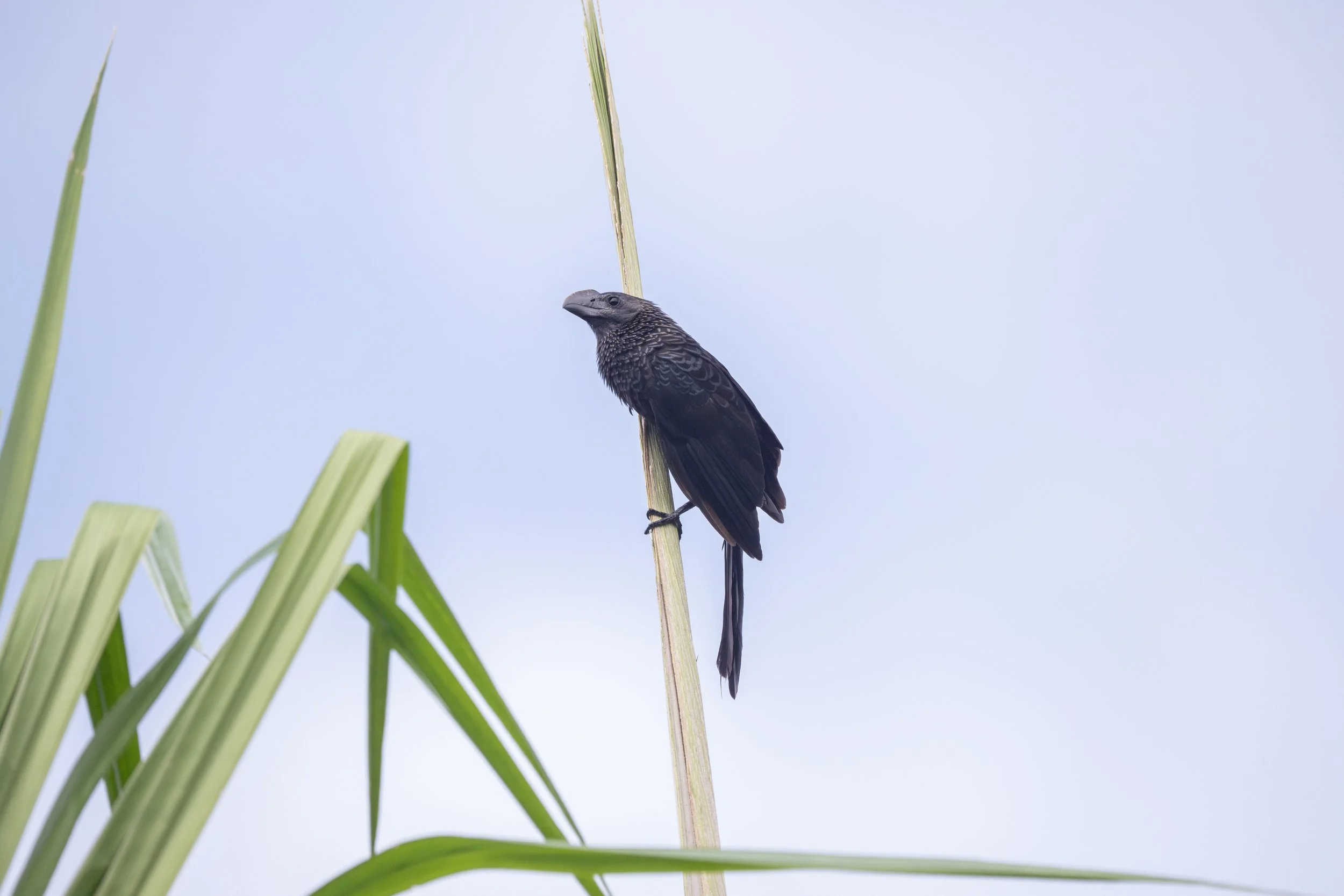 Smooth-billed Ani (Crotophaga ani) - Coto 47, Puntarenas, Costa Rica - Digital