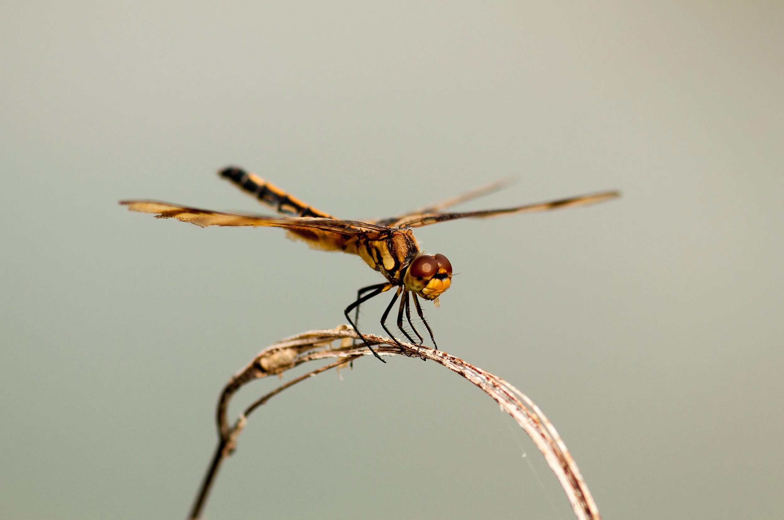 Brown-spotted Yellow-wing (Celithemis eponina) - Llano County, Texas