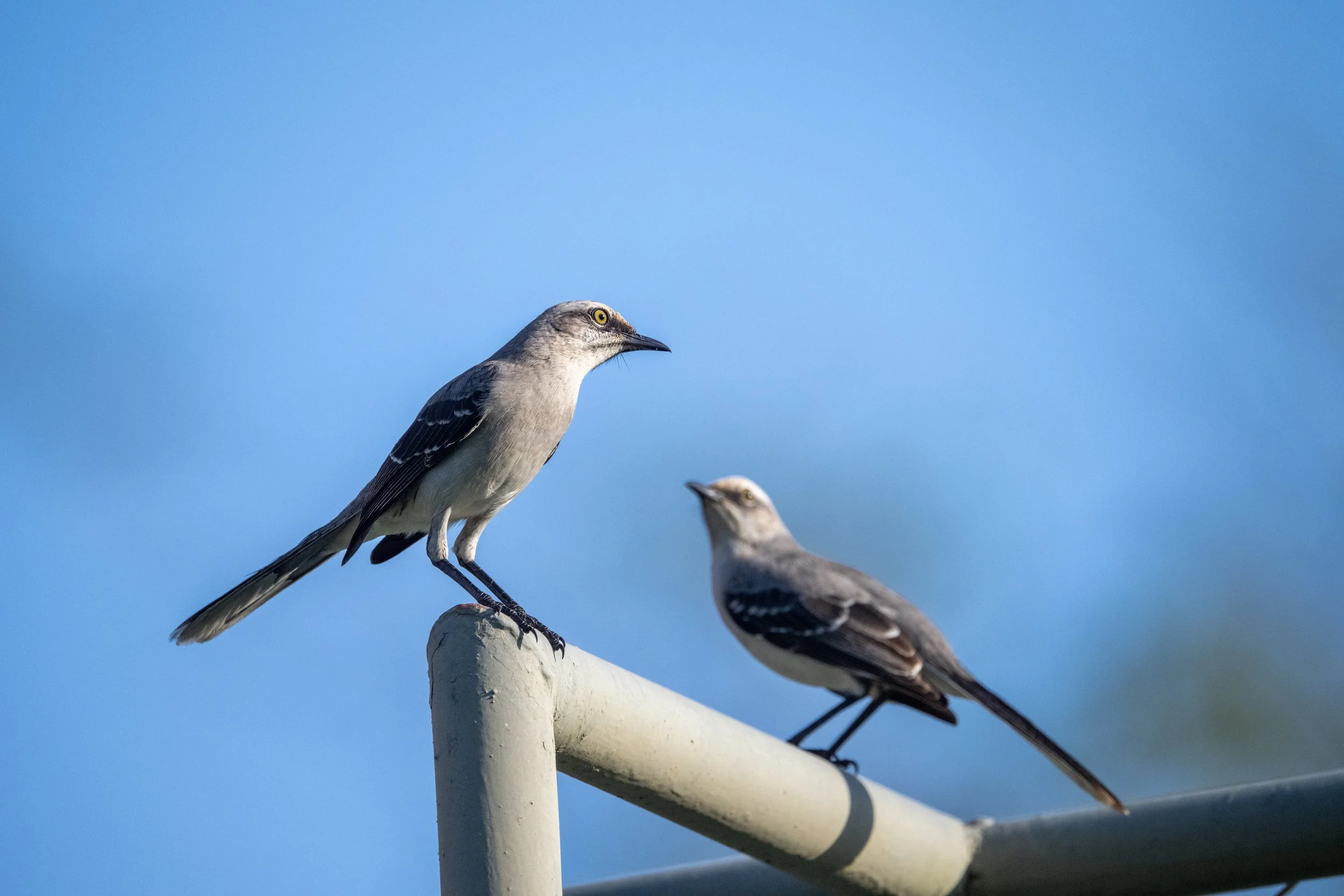 Tropical Mockingbird (Mimus gilvus) - Los Suenos, Puntarenas, Costa Rica - Digital