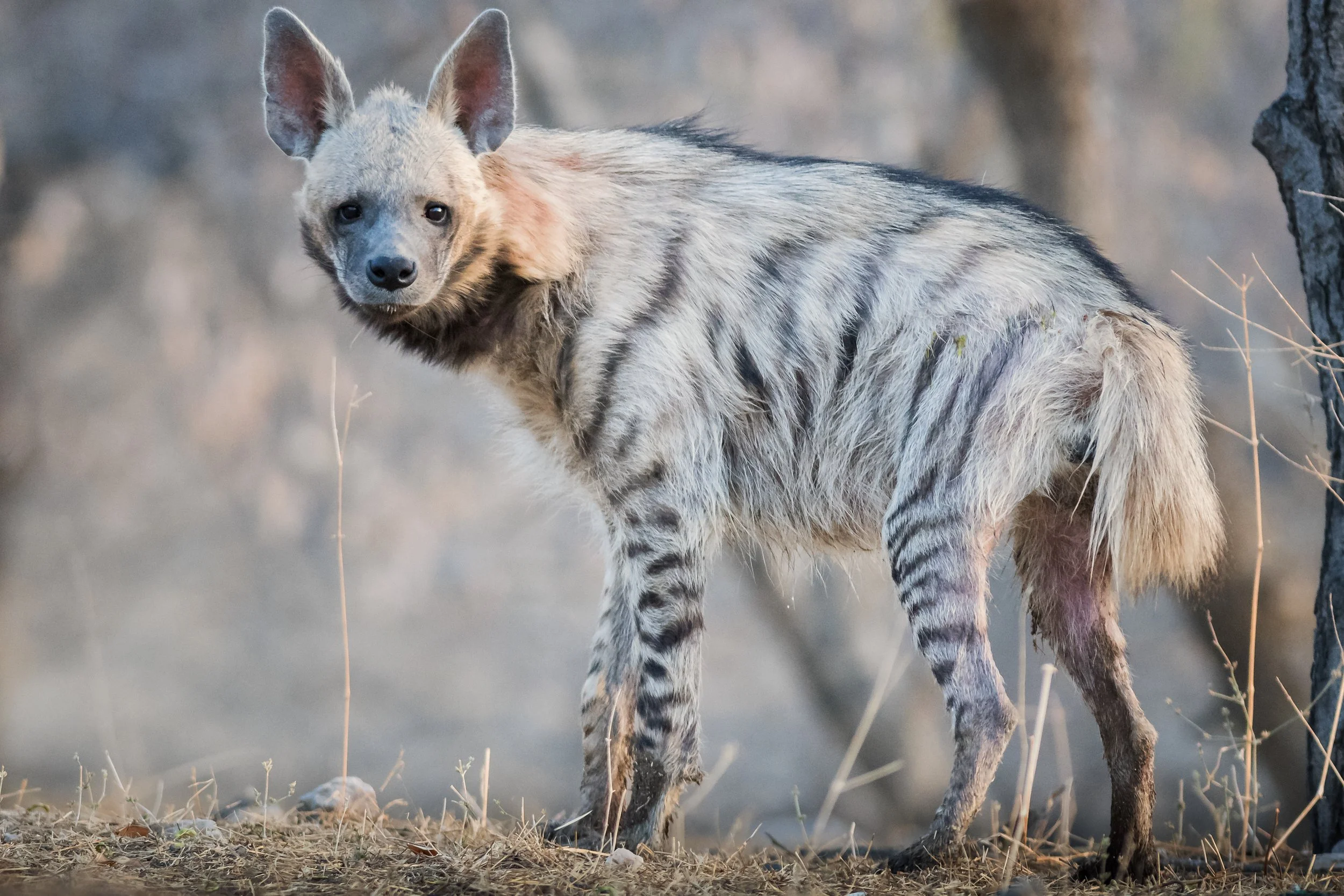 Striped Hyena, Jhelana, India