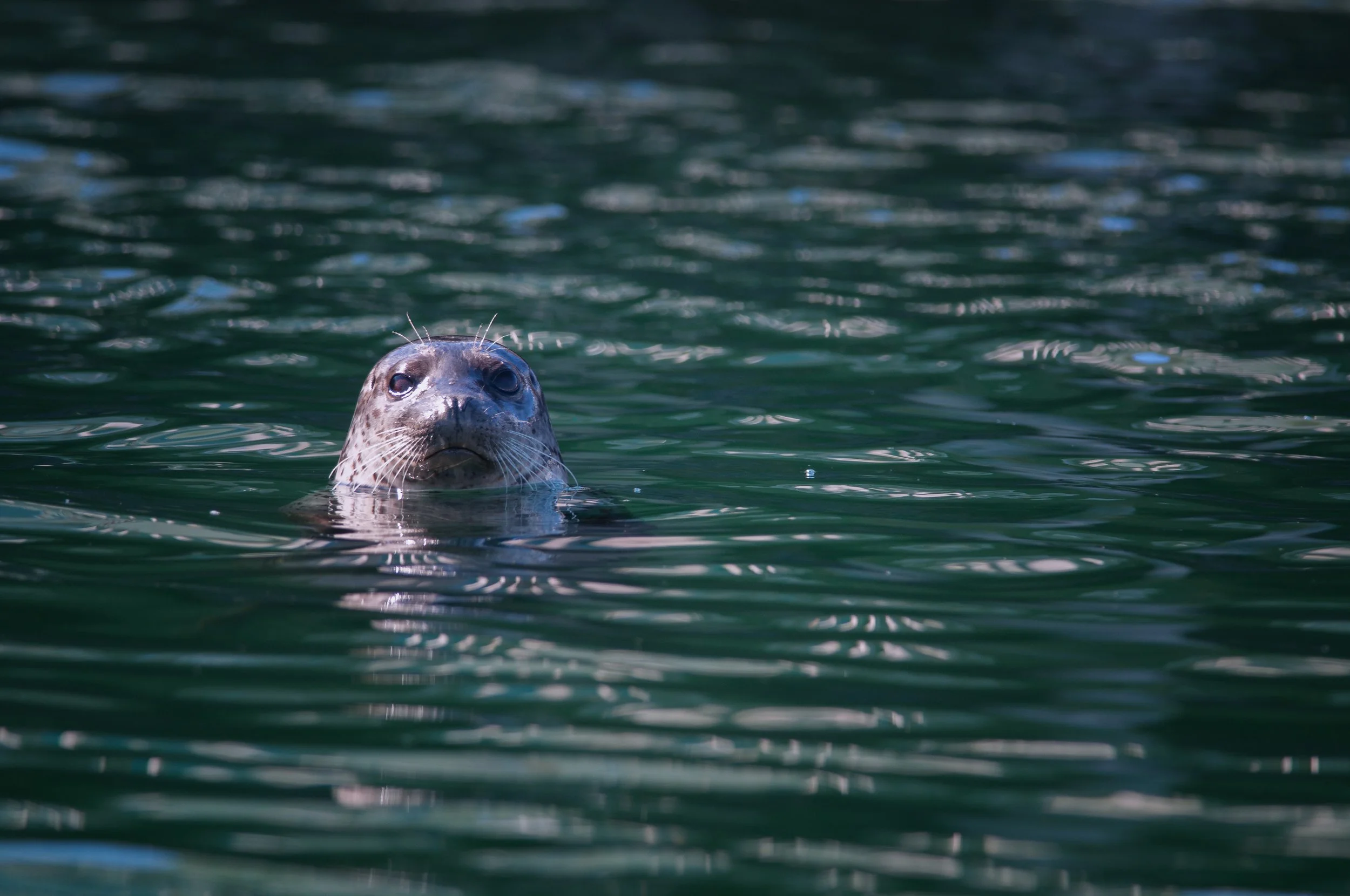 Harbor Seal, Kenai, Alaska