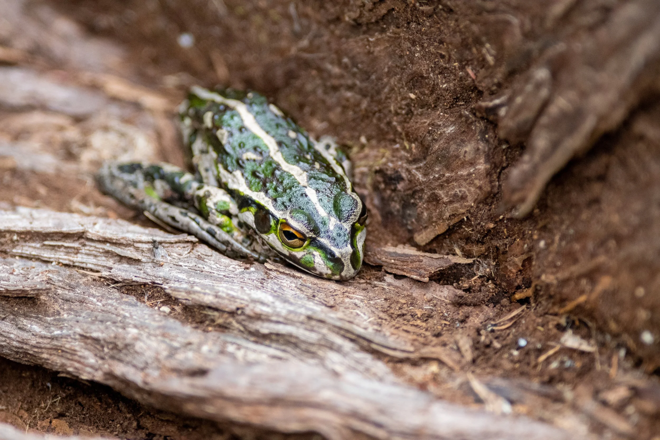 Motorbike Frog, Lake Seppings, Western Australia