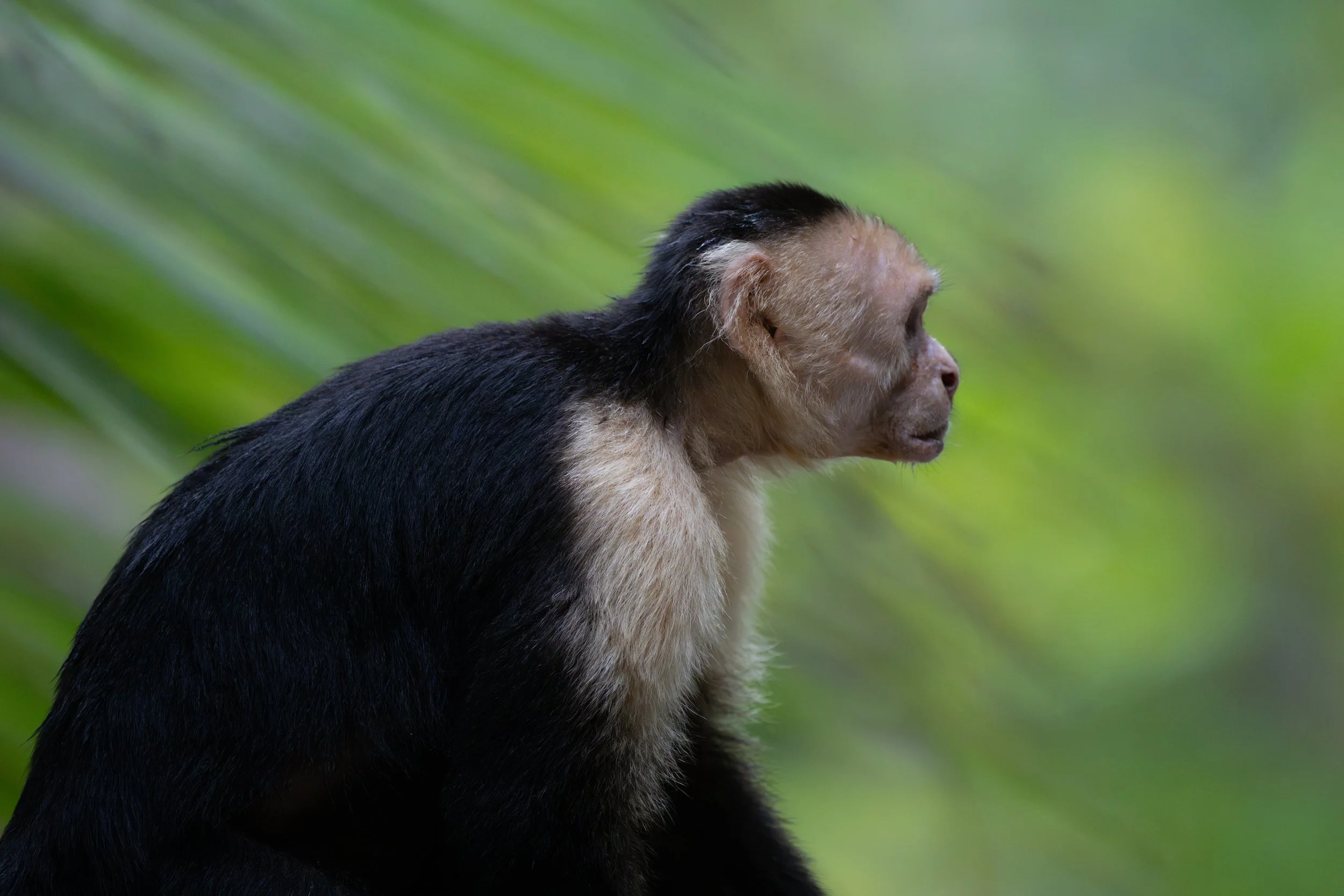 White-faced Capuchin (Cebus imitator) - Manuel Antonio National Park, Puntarenas, Costa Rica - Digital