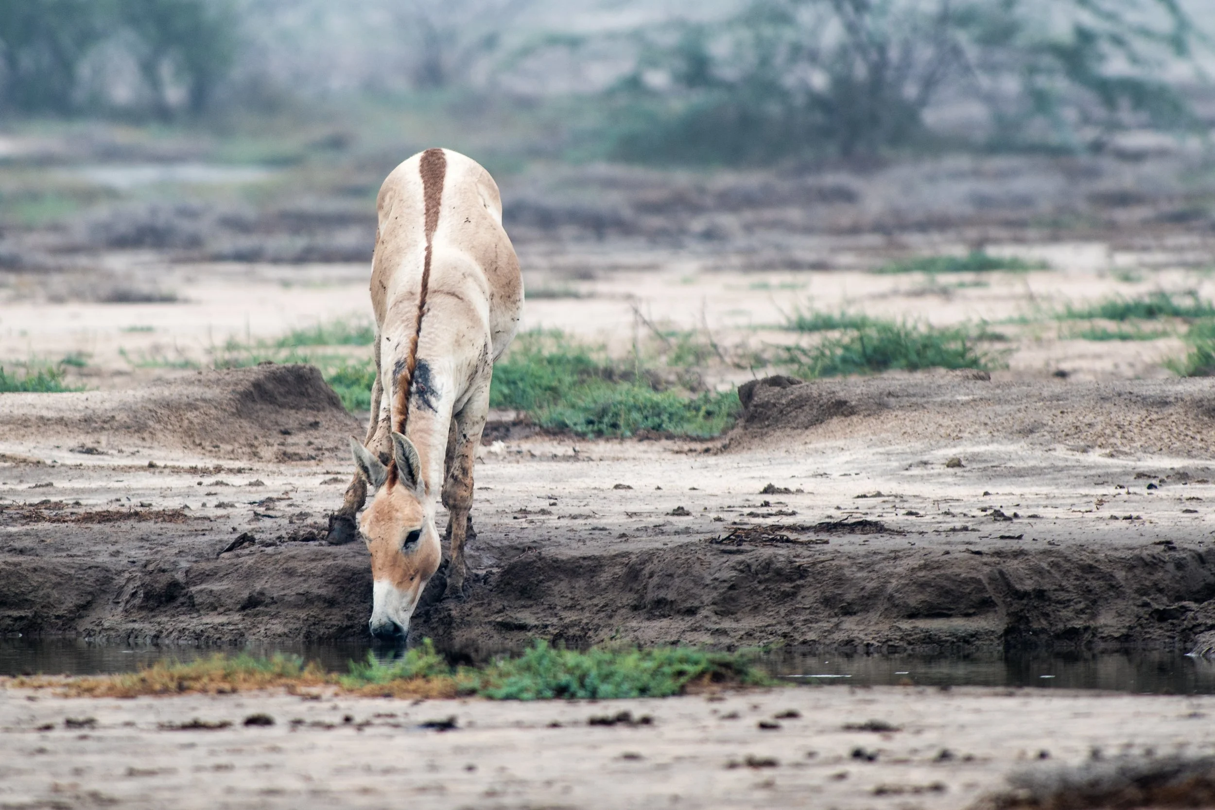Indian Wild Ass, Rann of Kutch, Gujarat