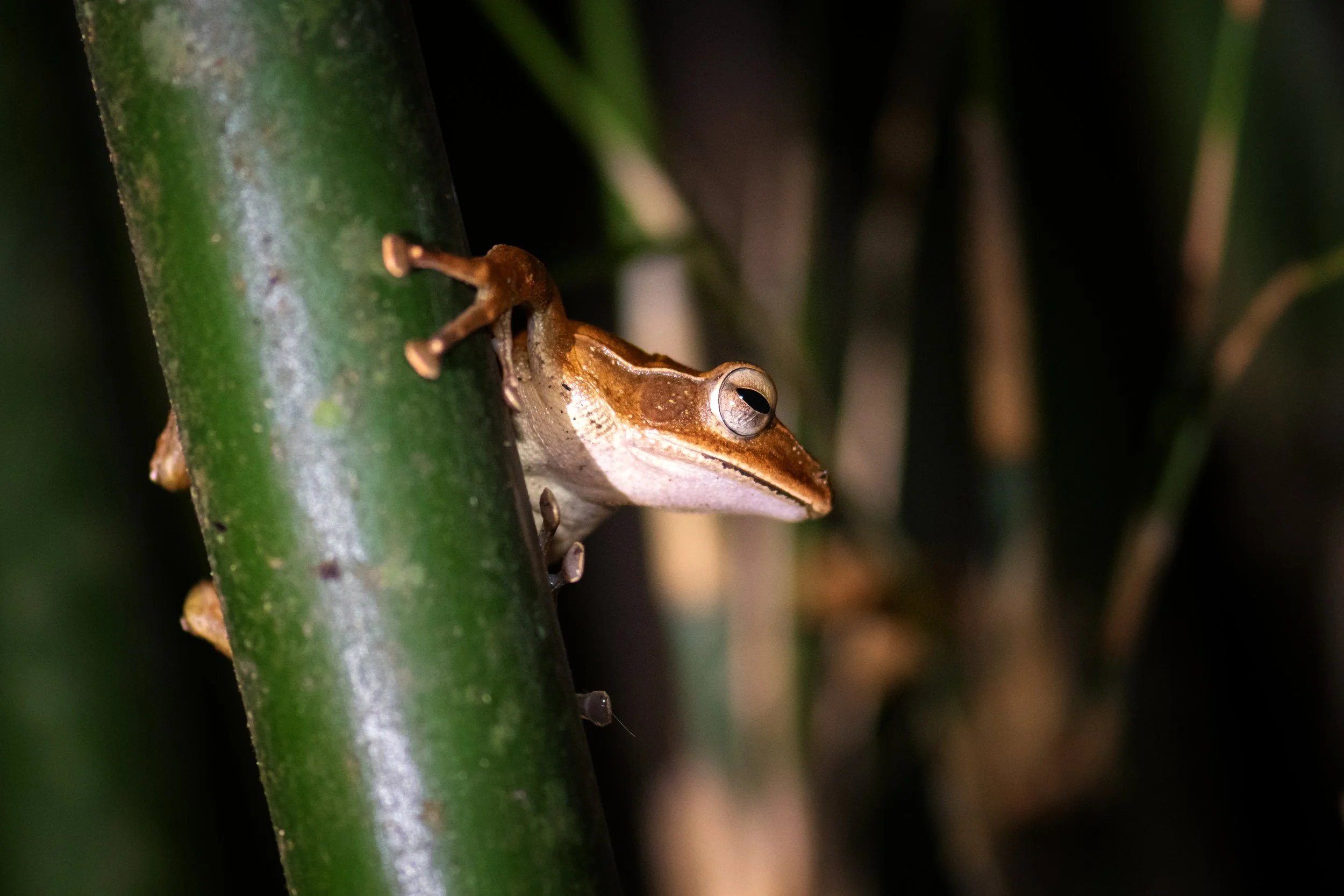 Western Ghats Tree Frog, Vythiri, Wayanad, India, Kerala
