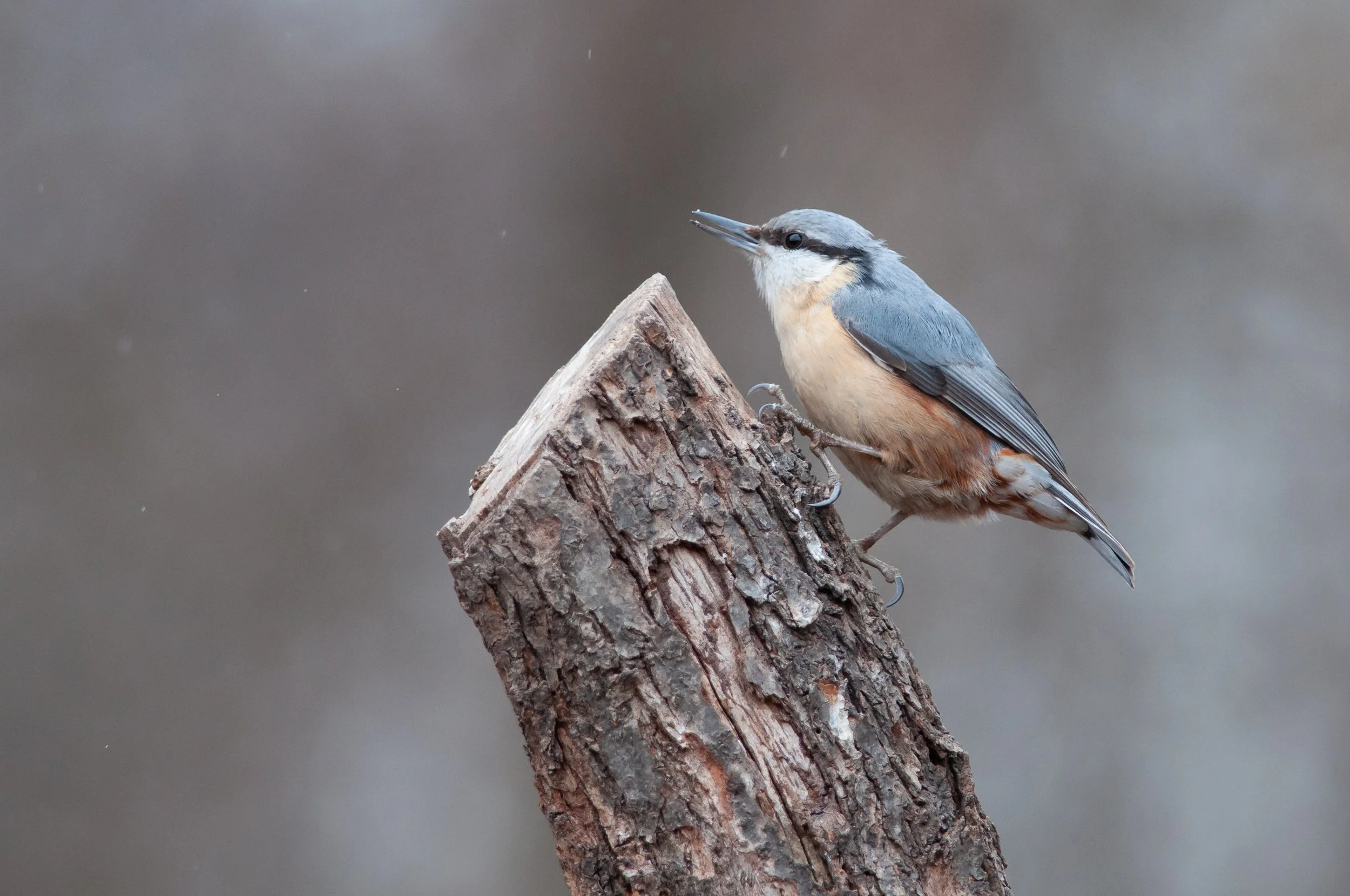 Eurasian Nuthatch, Golyamo Dryanovo, Stara Zagora, Bulgaria