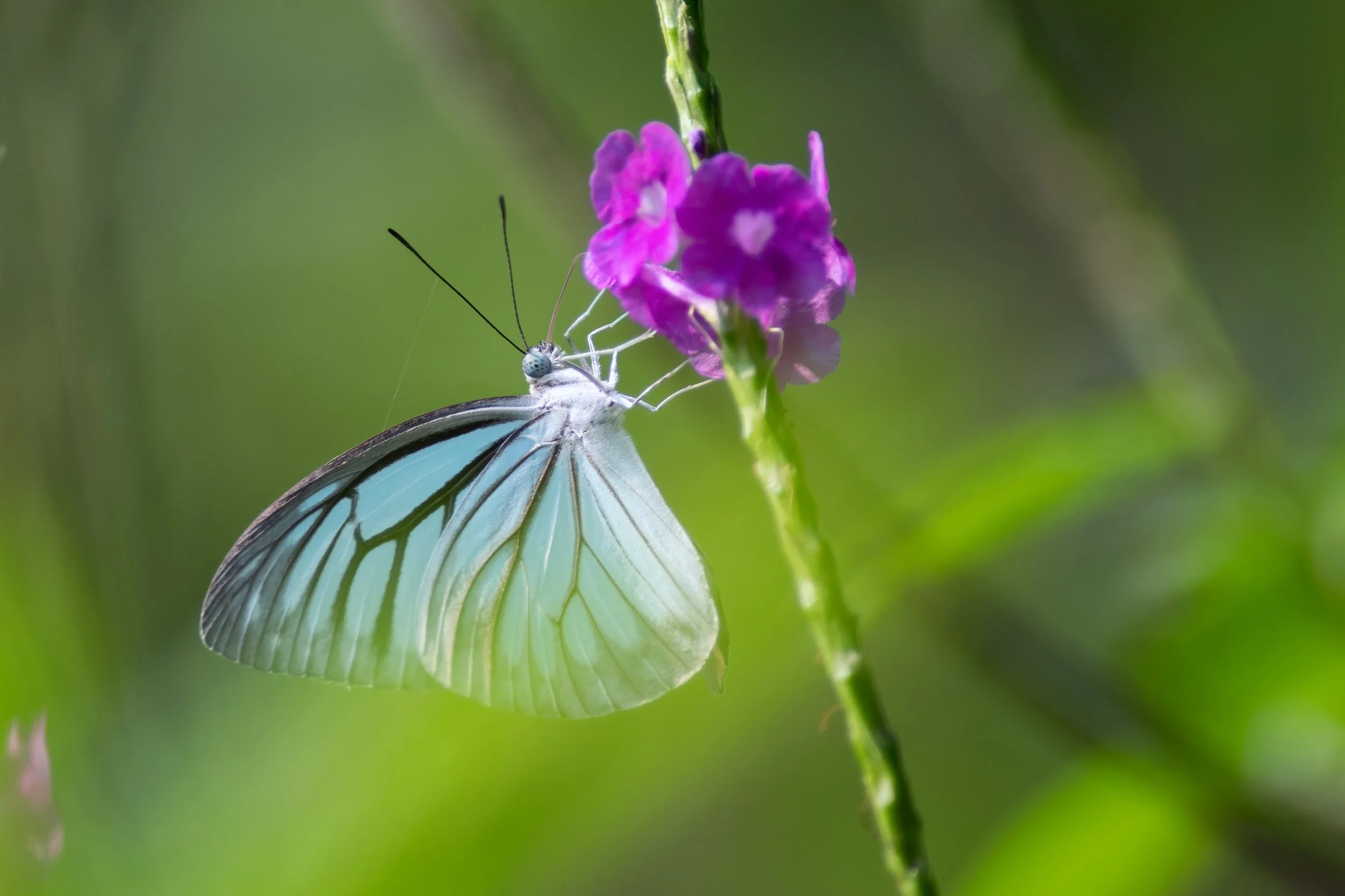 Common Wanderer (Pareronia valeria) - Sanjay Gandhi National Park, Mumbai, Maharashtra, India