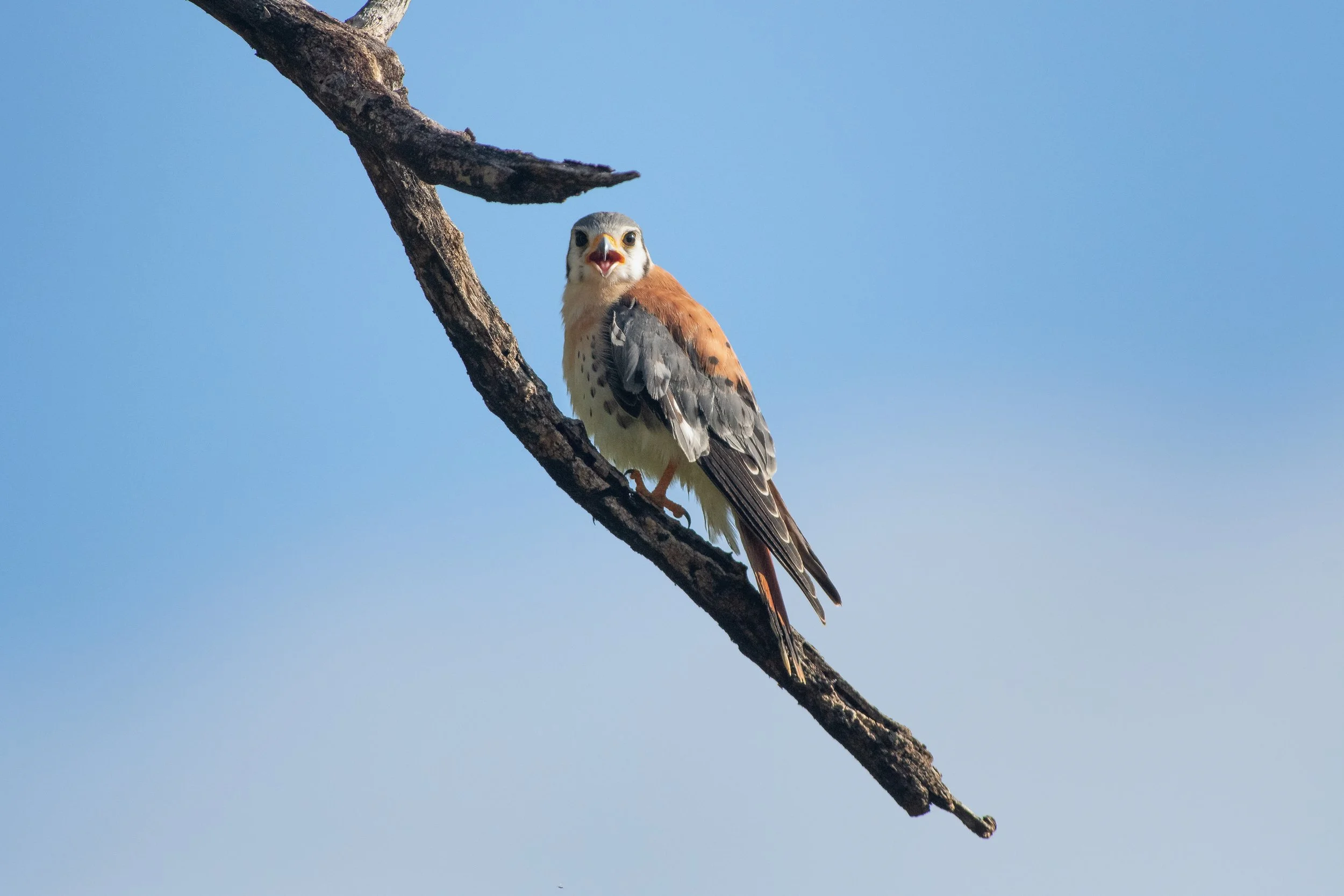 American Kestrel, Montrouis, Artibonite, Haiti