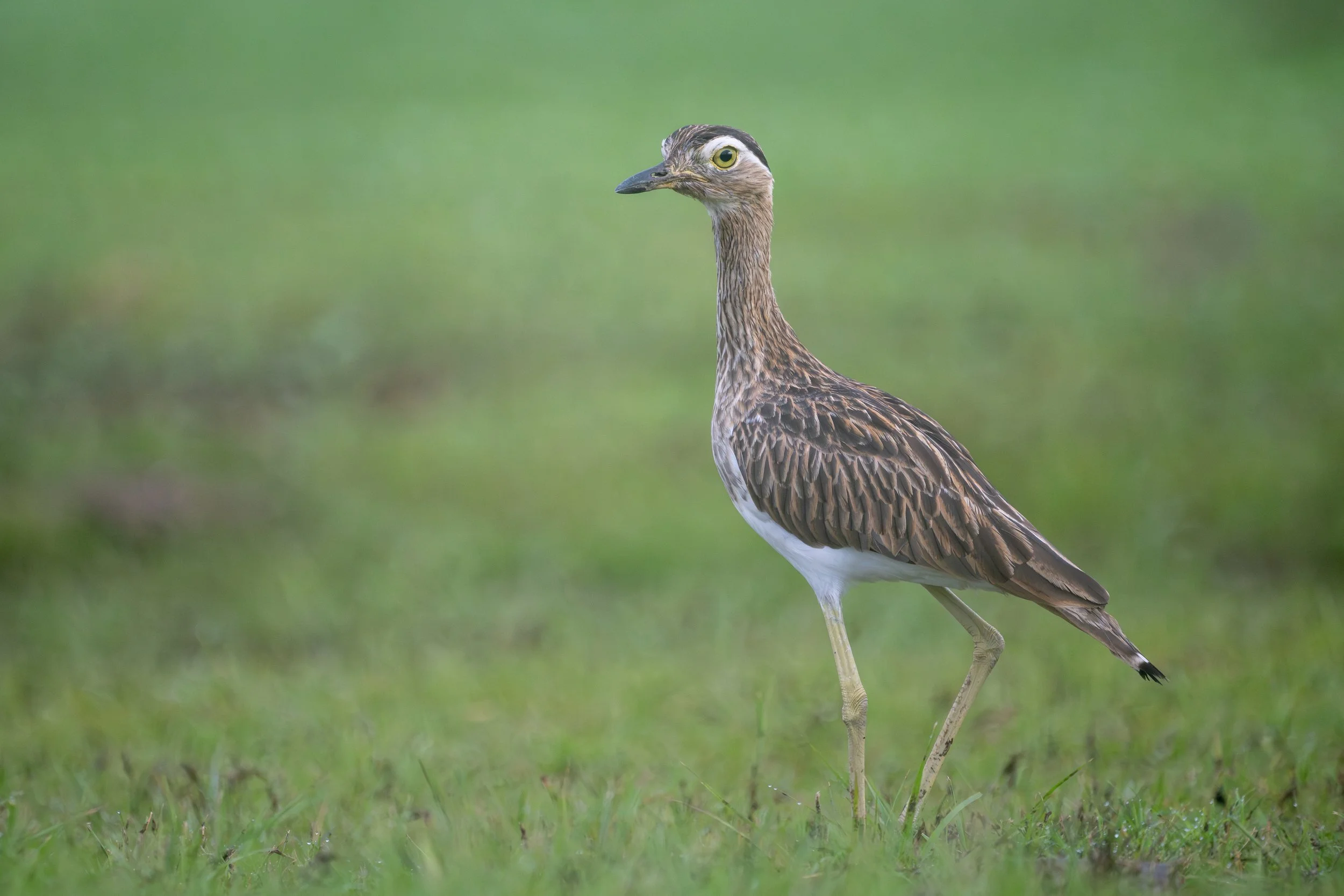 Double-striped Thick-knee (Hesperoburhinus bistriatus) - Los Suenos, Puntarenas, Costa Rica - Digital