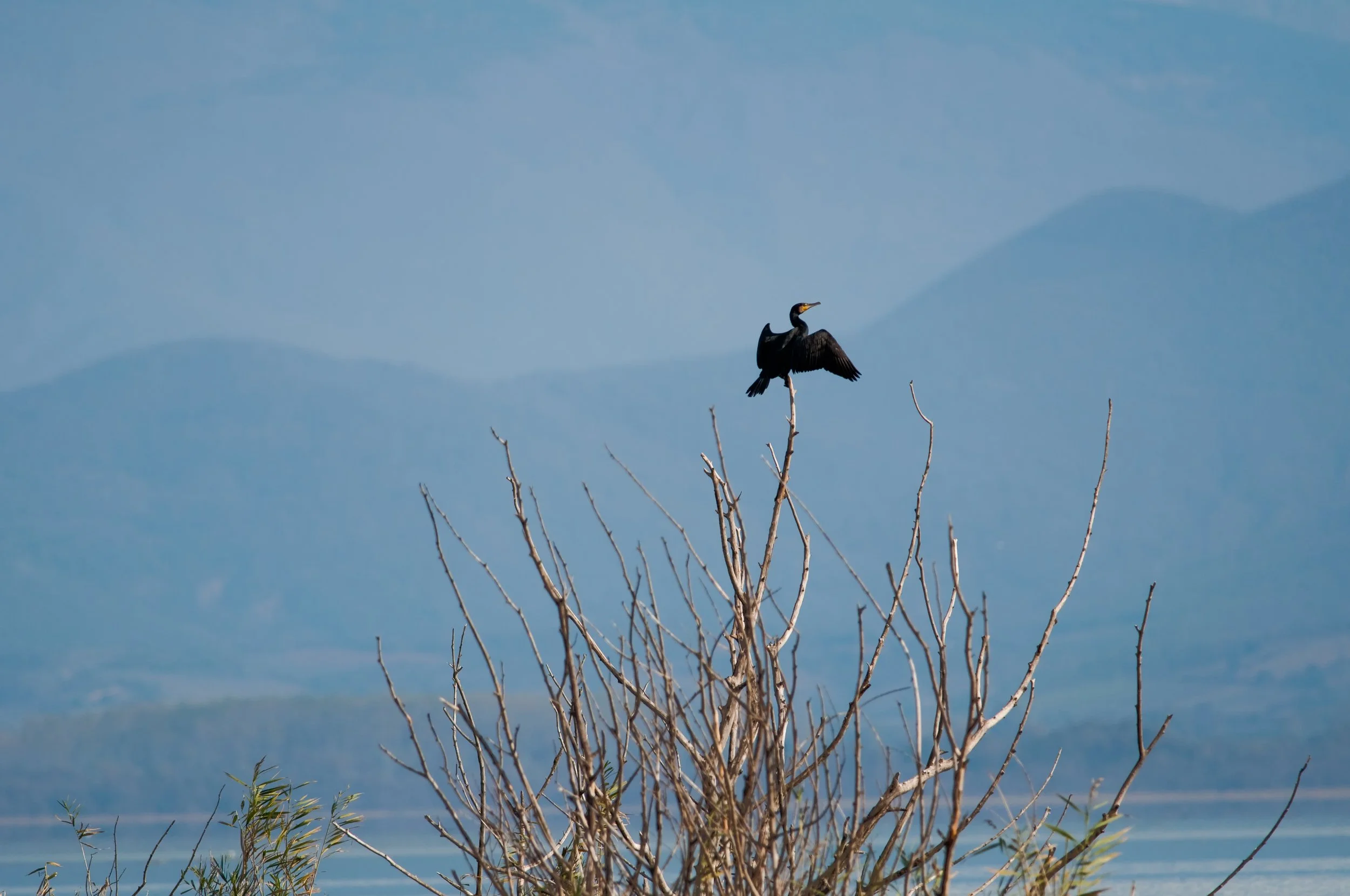 Great Cormorant, Dojran Lake, Dojran, North Macedonia