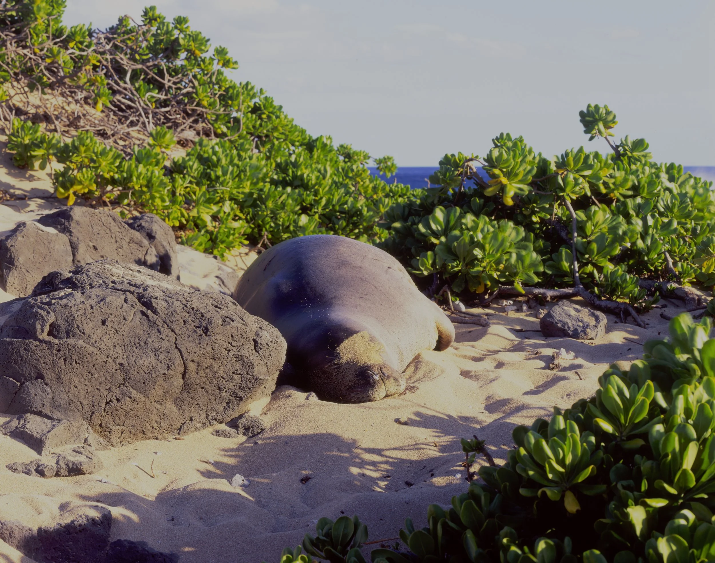 Hawaiian Monk Seal, Ka'ena Point State Park, Oahu, Hawaii