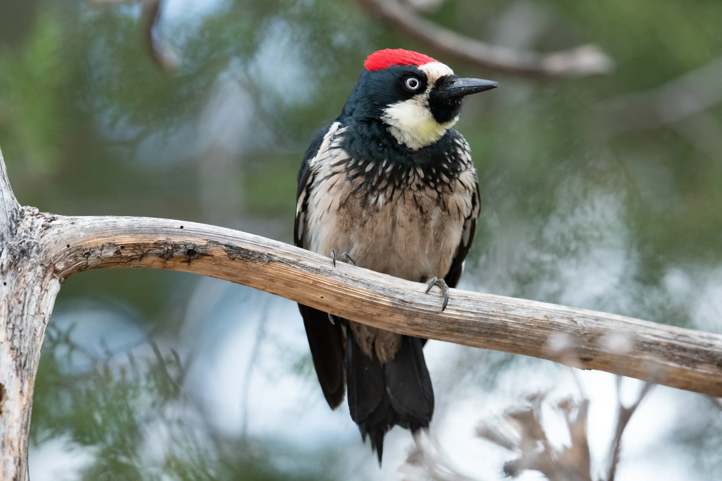 Acorn Woodpecker perched on a branch, Madera Canyon, Jeff Davis County, Texas