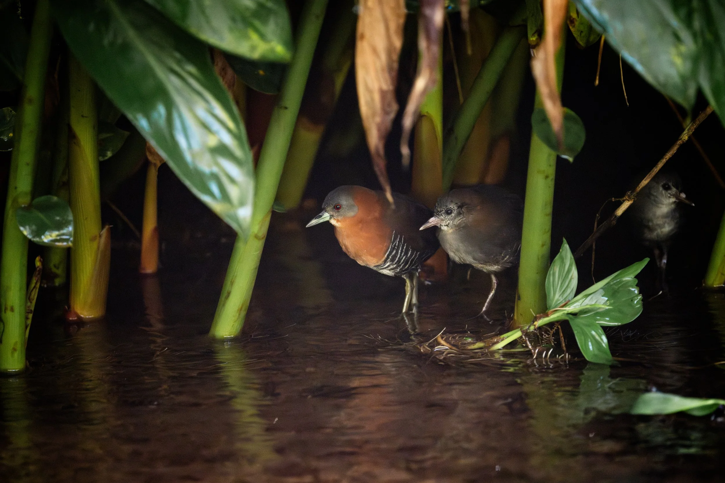 White-throated Crake (Laterallus albigularis) - Tranki Garden, Cartago, Costa Rica - Digital