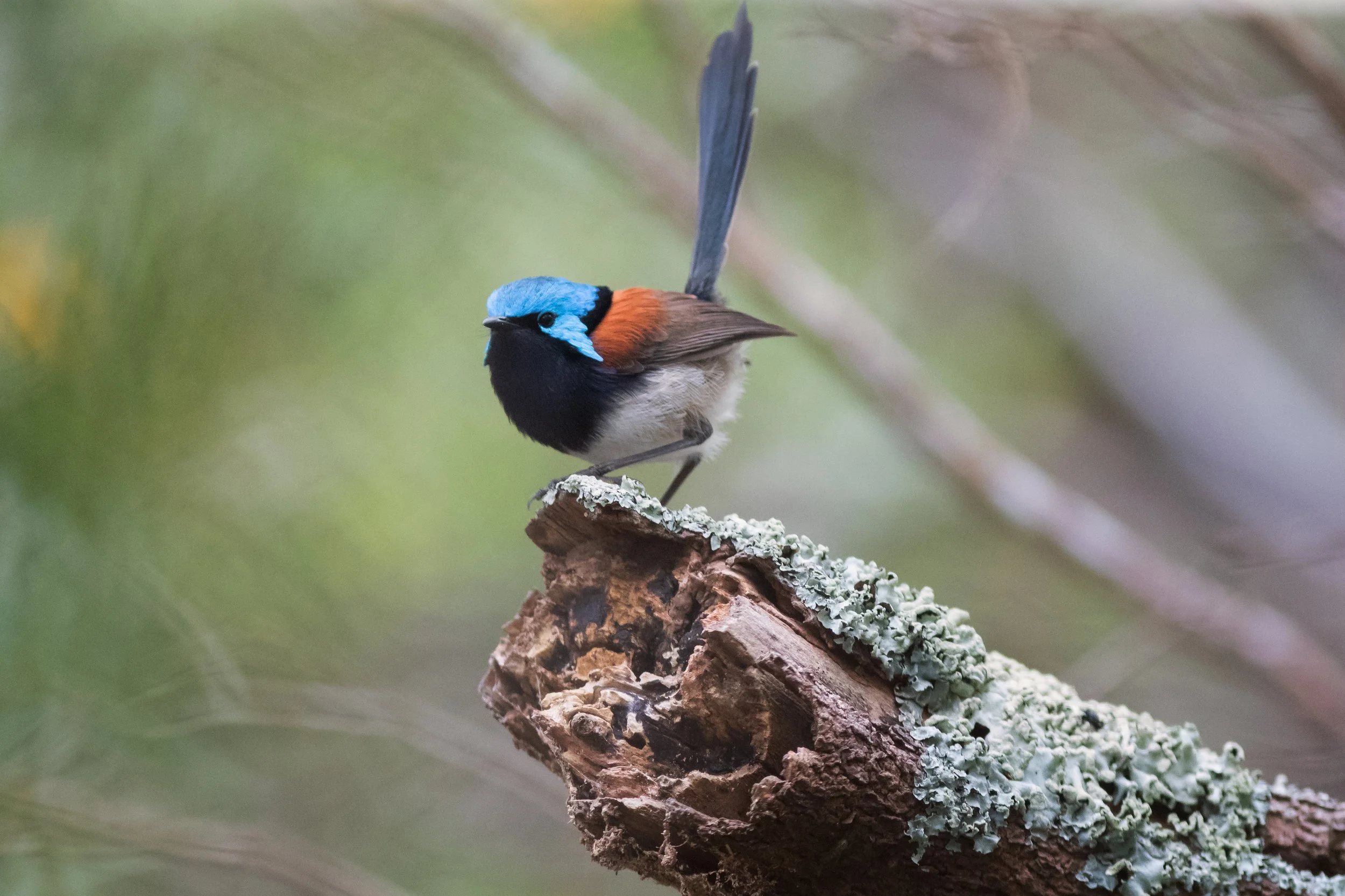 Red-winged Fairywren, Lake Seppings, Albany, Western Australia, Australia