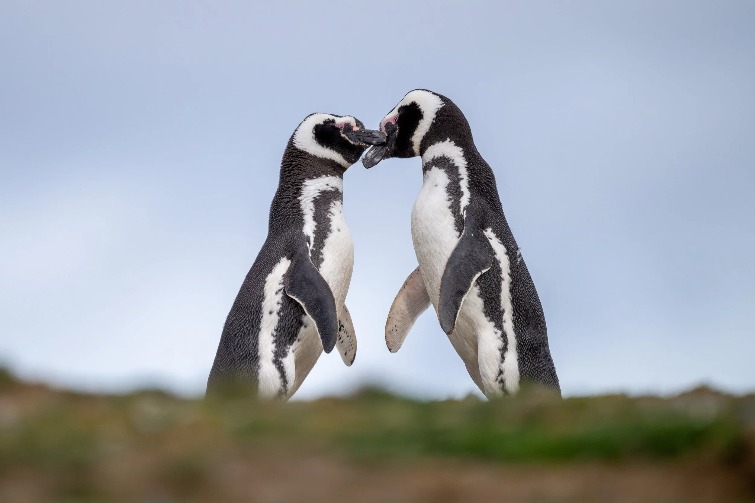 Magellanic Penguin (Campephilus magellanicus) - Isla Magdalena, Magallanes, Chile - Digital
