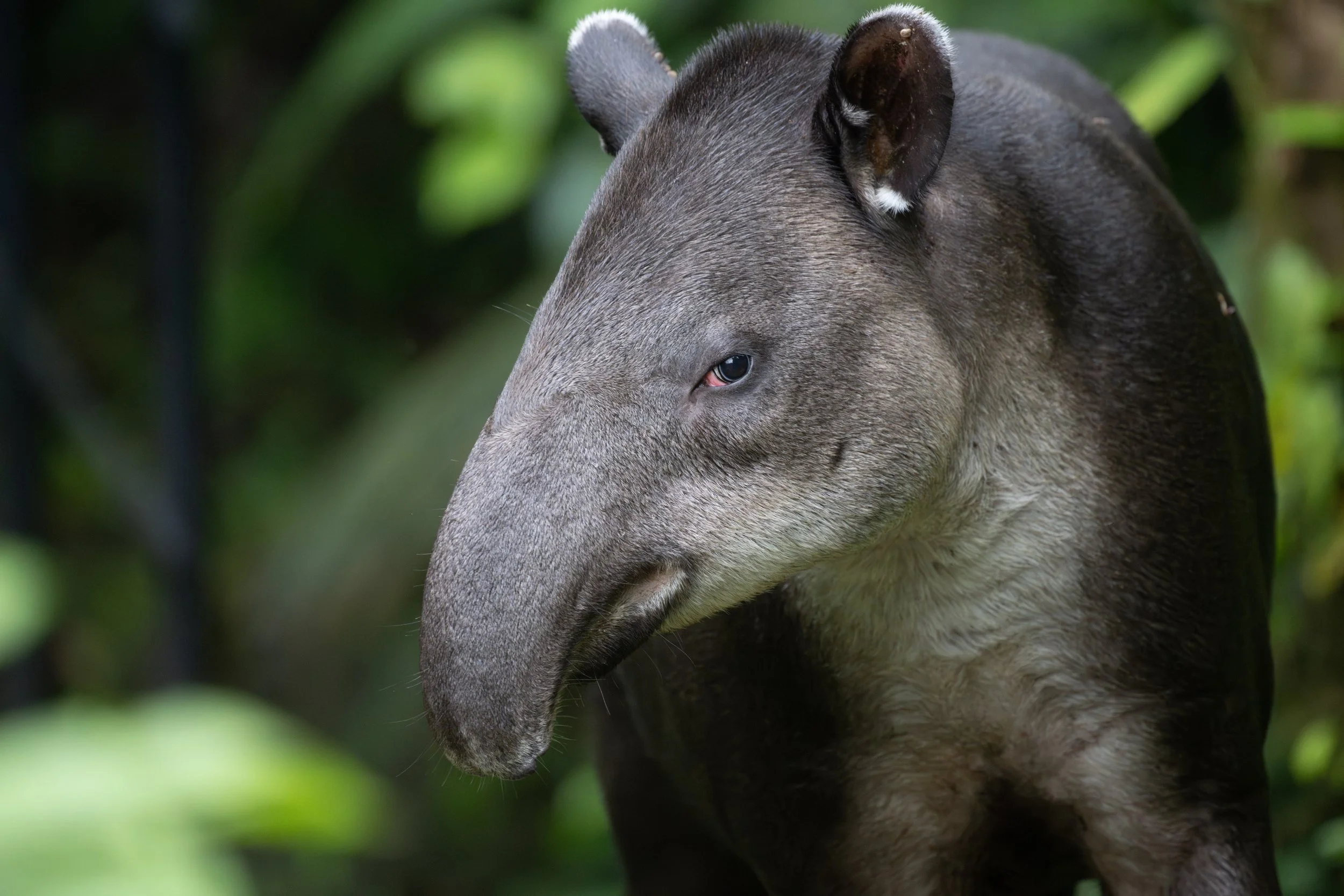 Baird's Tapir (Tapirus bairdii) - Braulio Carillo National Park, Limon, Costa Rica - Digital