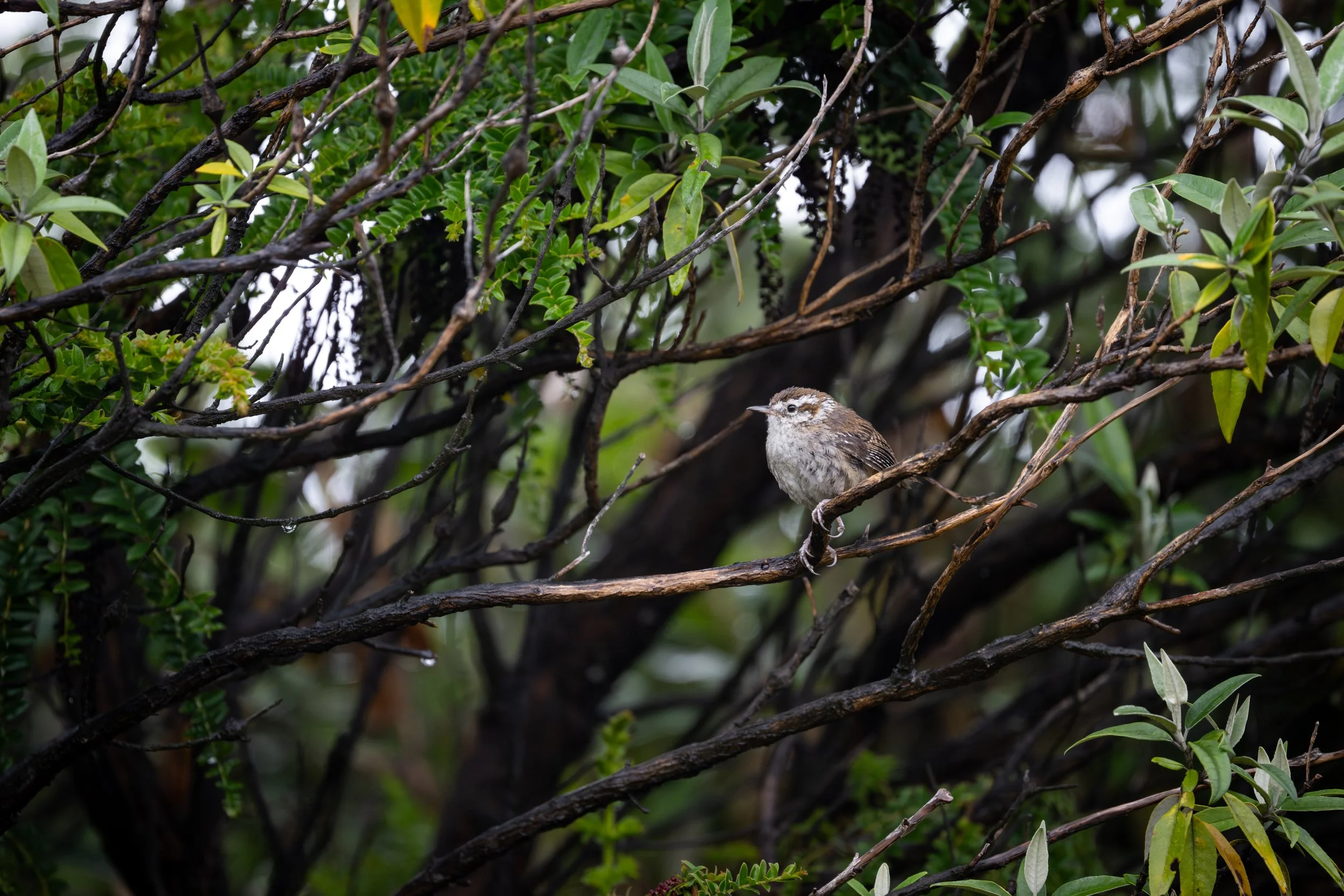 Timberline Wren (Thryorchilus browni) - Volcan Irazu, Cartago, Costa Rica - Digital