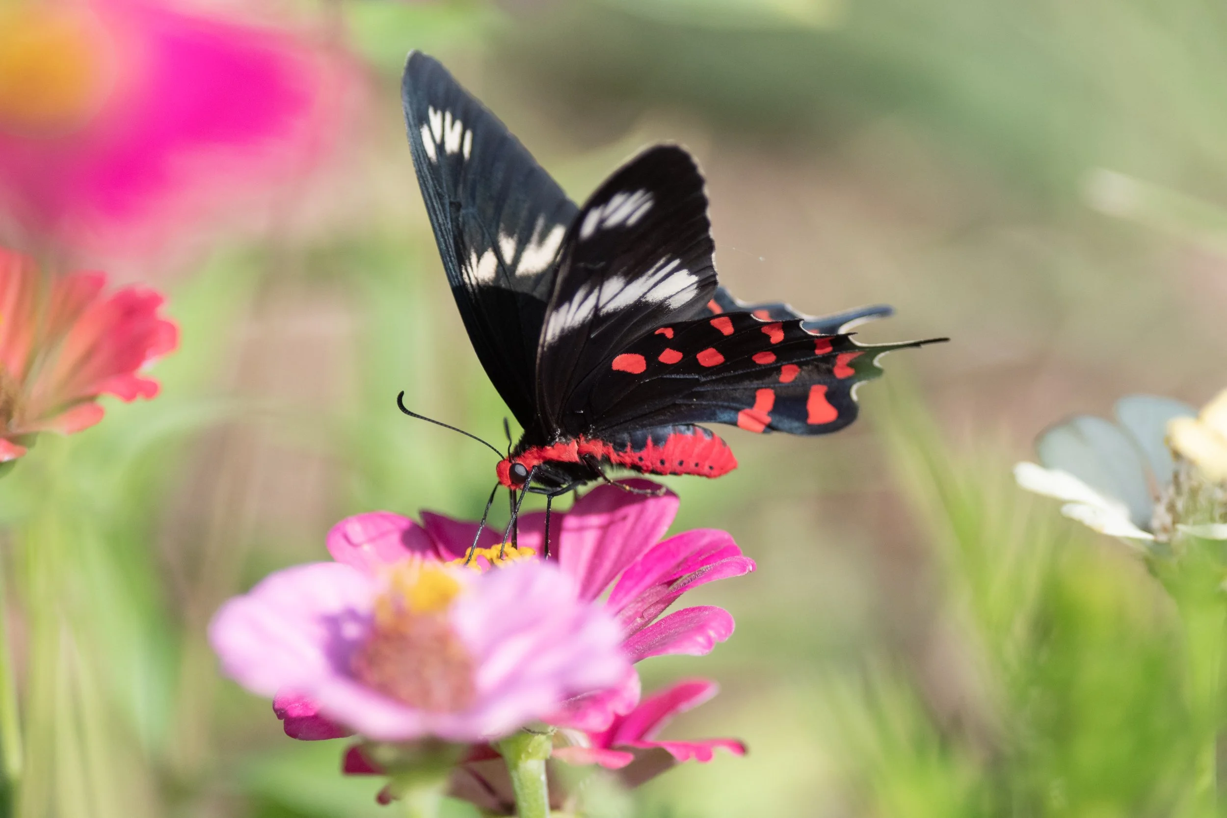 Crimson Rose, Butterfly, India, Nilgiris