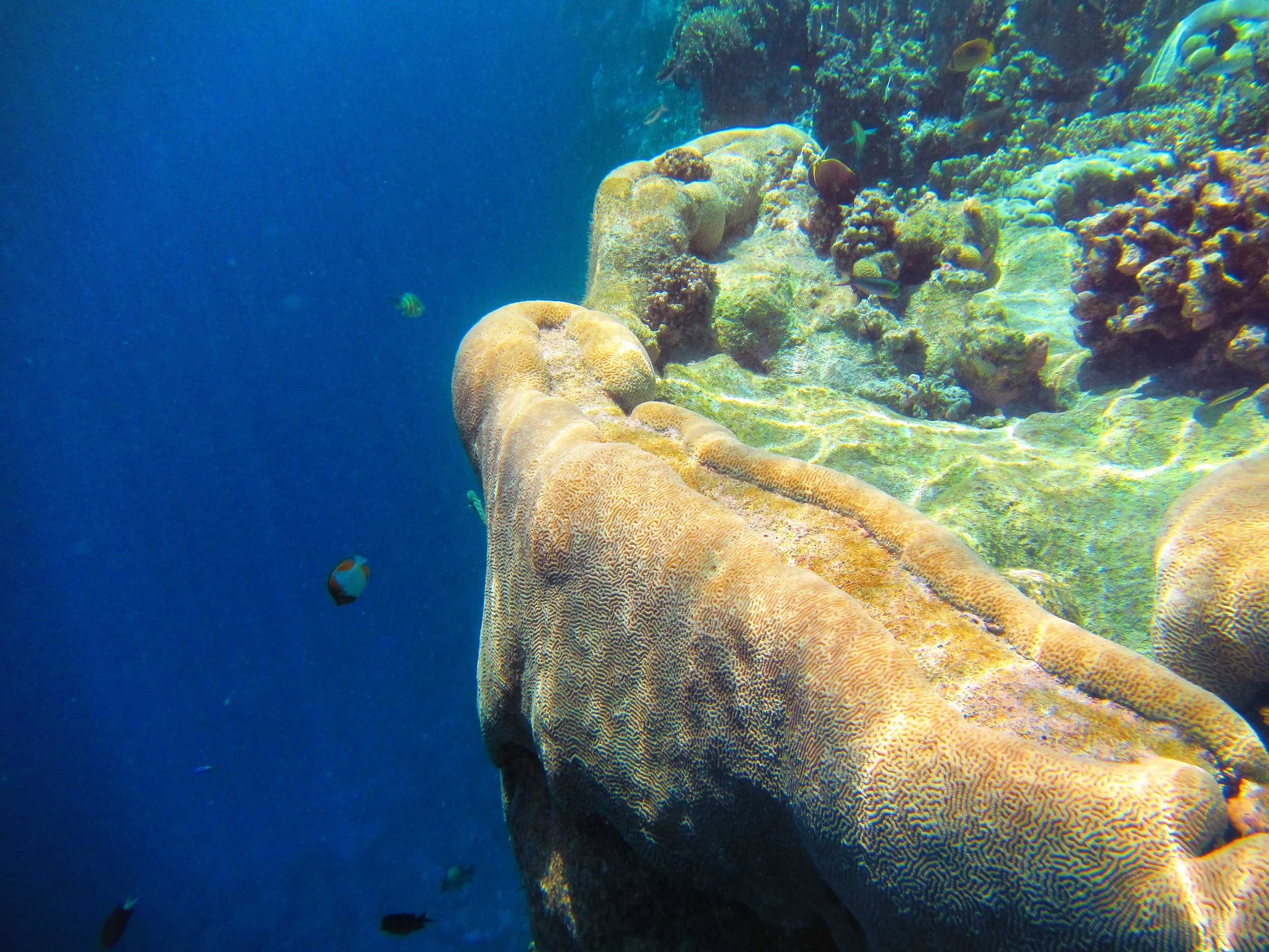 Ant Atoll, Underwater coral reef scene with large coral formations and small colorful fish swimming around.