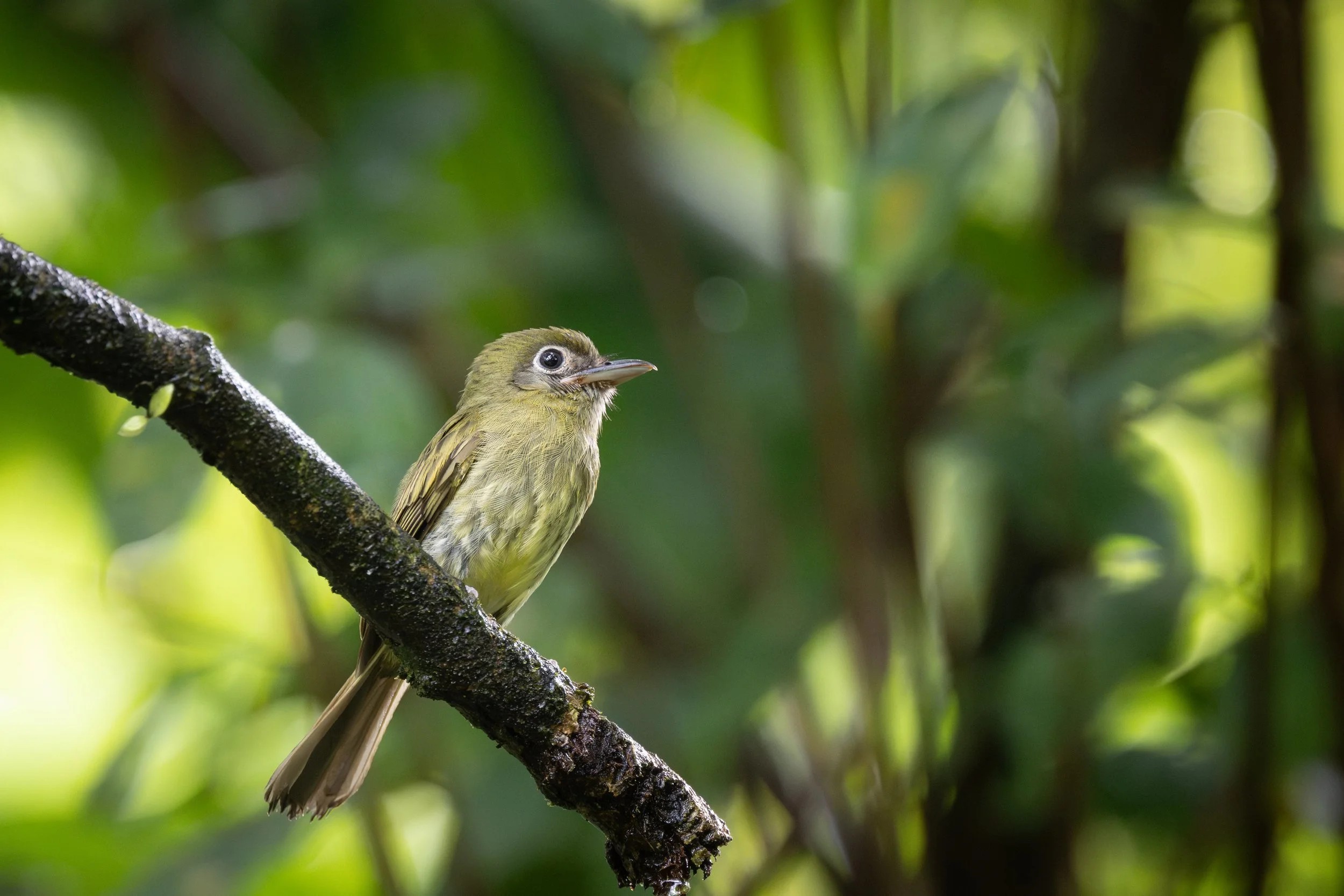 Eye-ringed Flatbill (Rhynchocyclus brevirostris) - La Gamba Tropenstation, Puntarenas, Costa Rica - Digital
