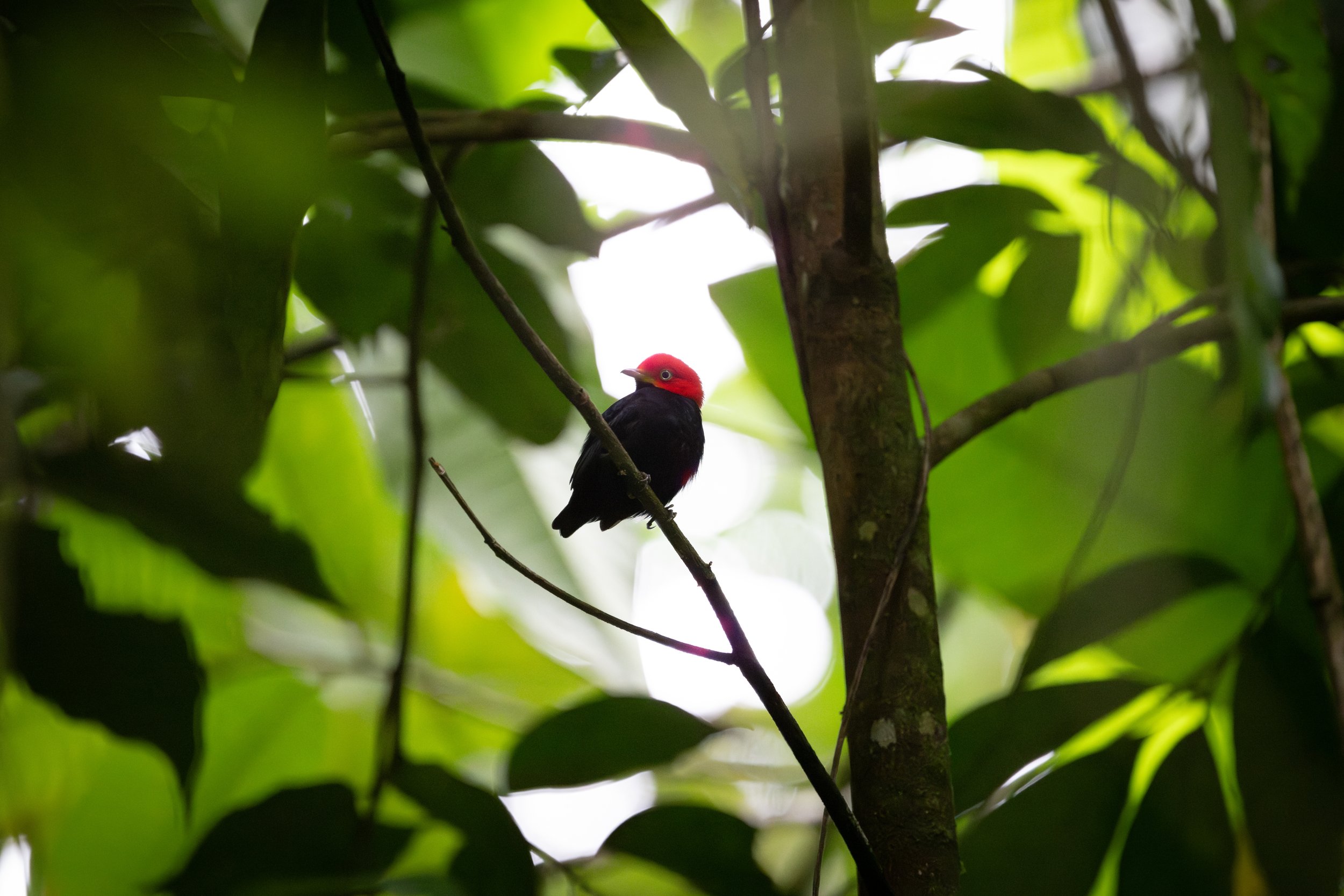 Red-capped Manakin (Ceratopipra mentalis) - Buenos Aires, Puntarenas, Costa Rica - Digital
