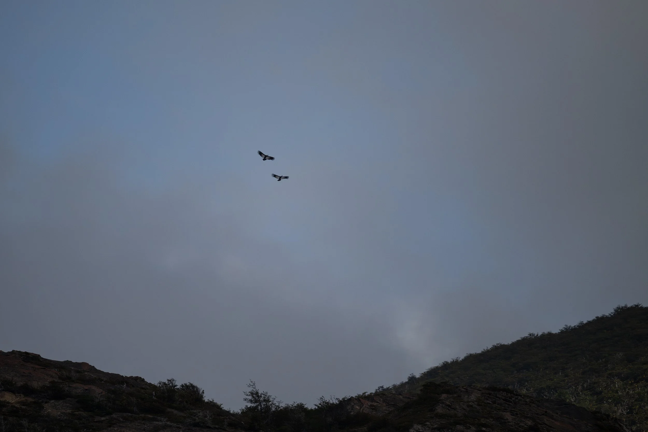 Andean Condor (Vultur gryphus) - Torres del Paine - Rio Serrano, Magallanes, Chile - Digital